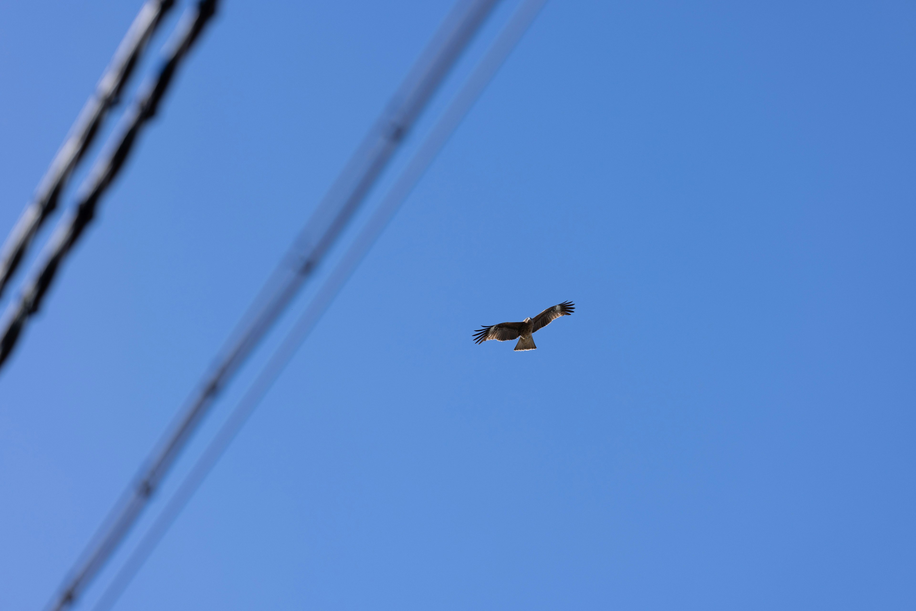 Faucon volant contre un ciel bleu avec des lignes électriques