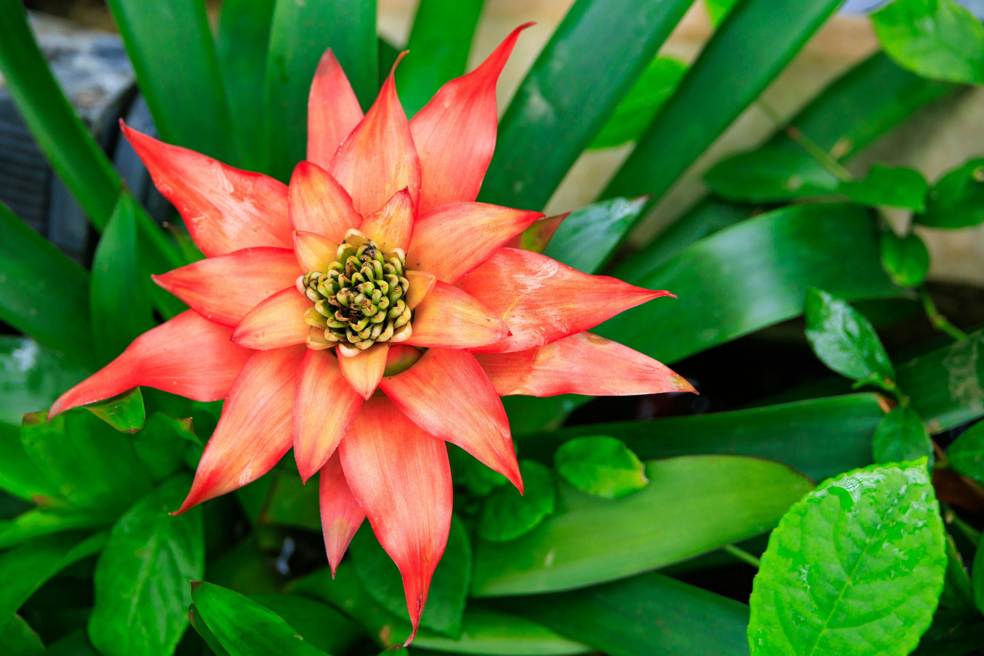 Lebendige rote Blume umgeben von grünen Blättern