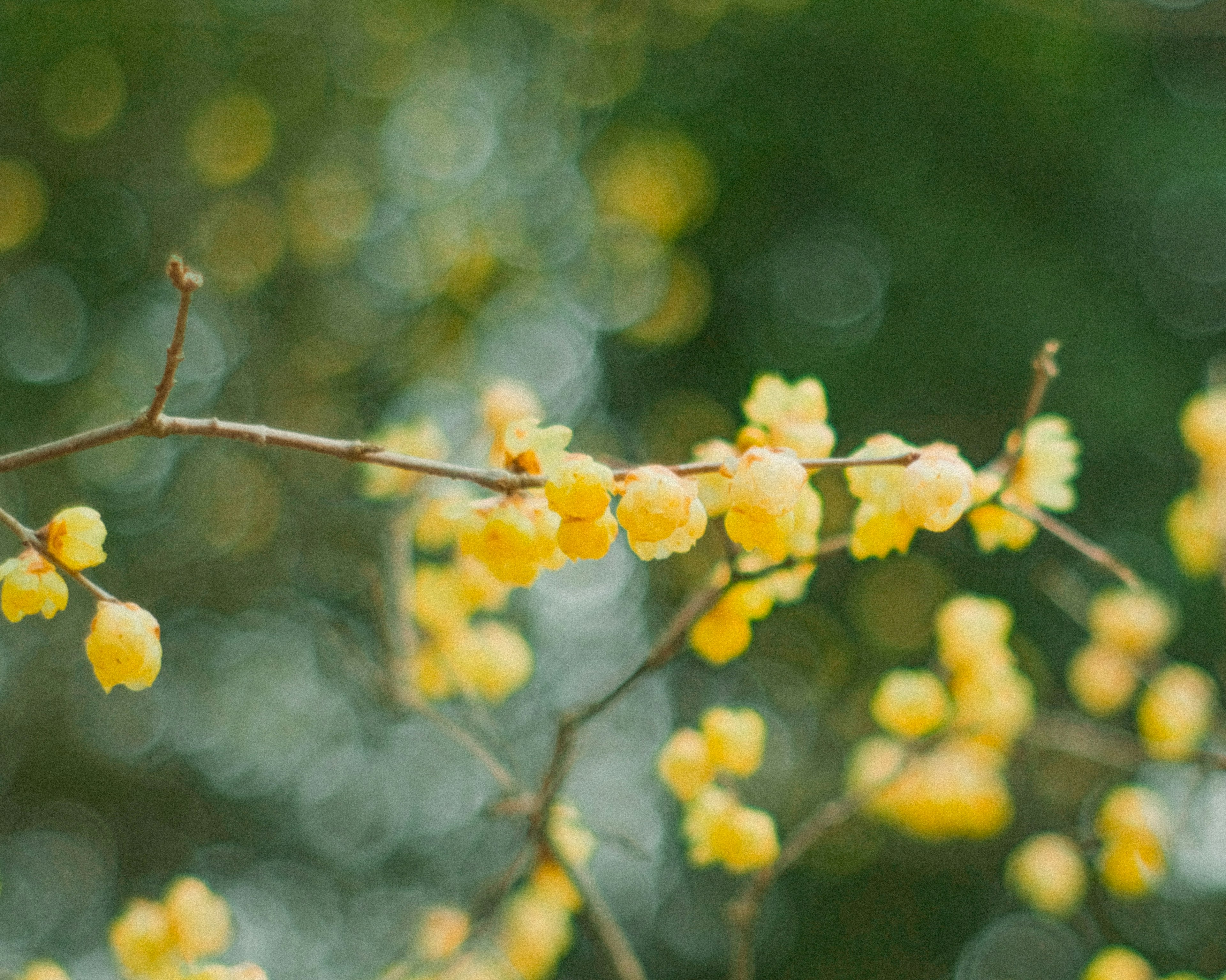 Nahaufnahme eines Zweigs mit gelben Blumen verschwommener grüner Hintergrund