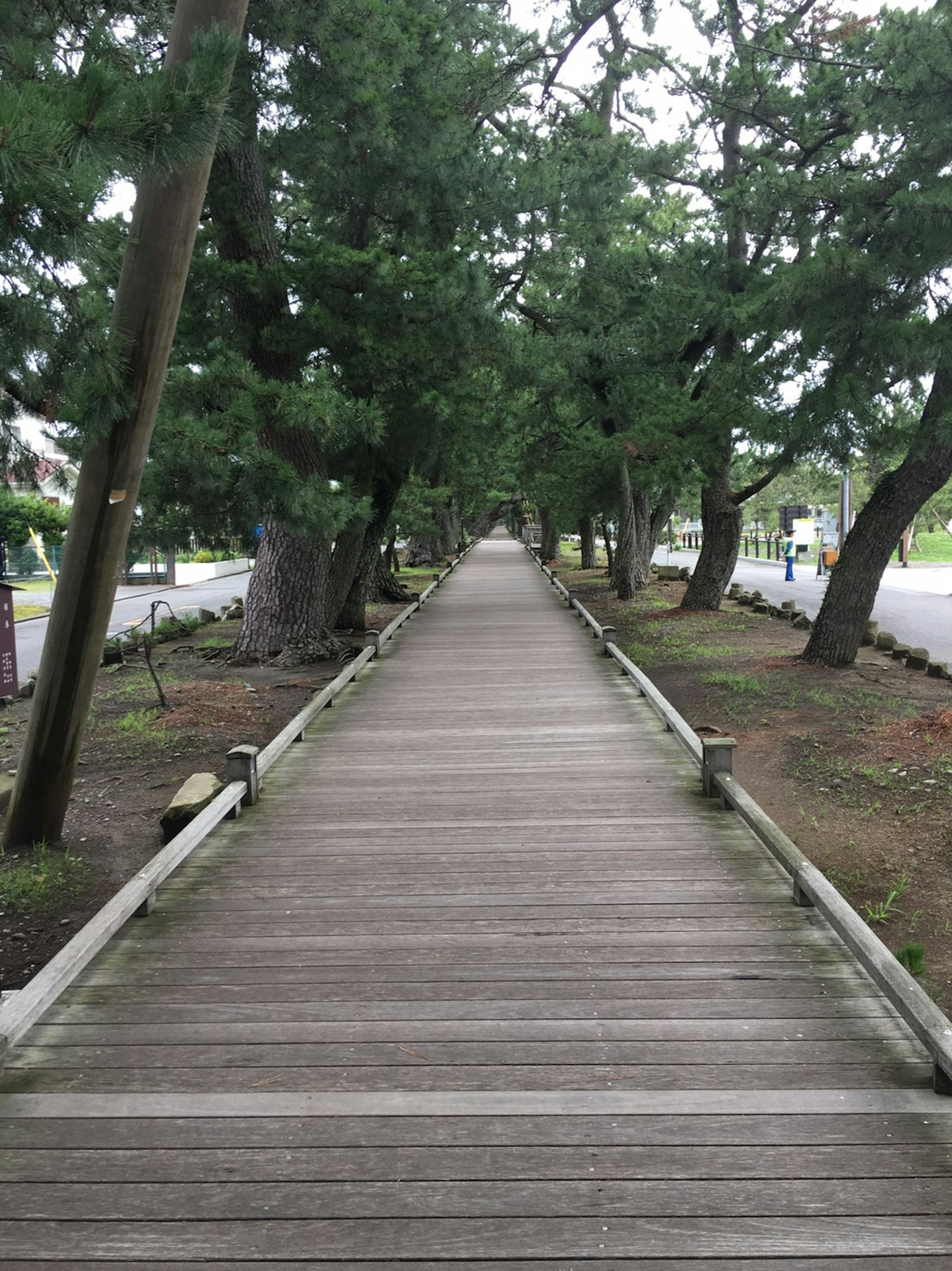 Quiet pathway lined with trees