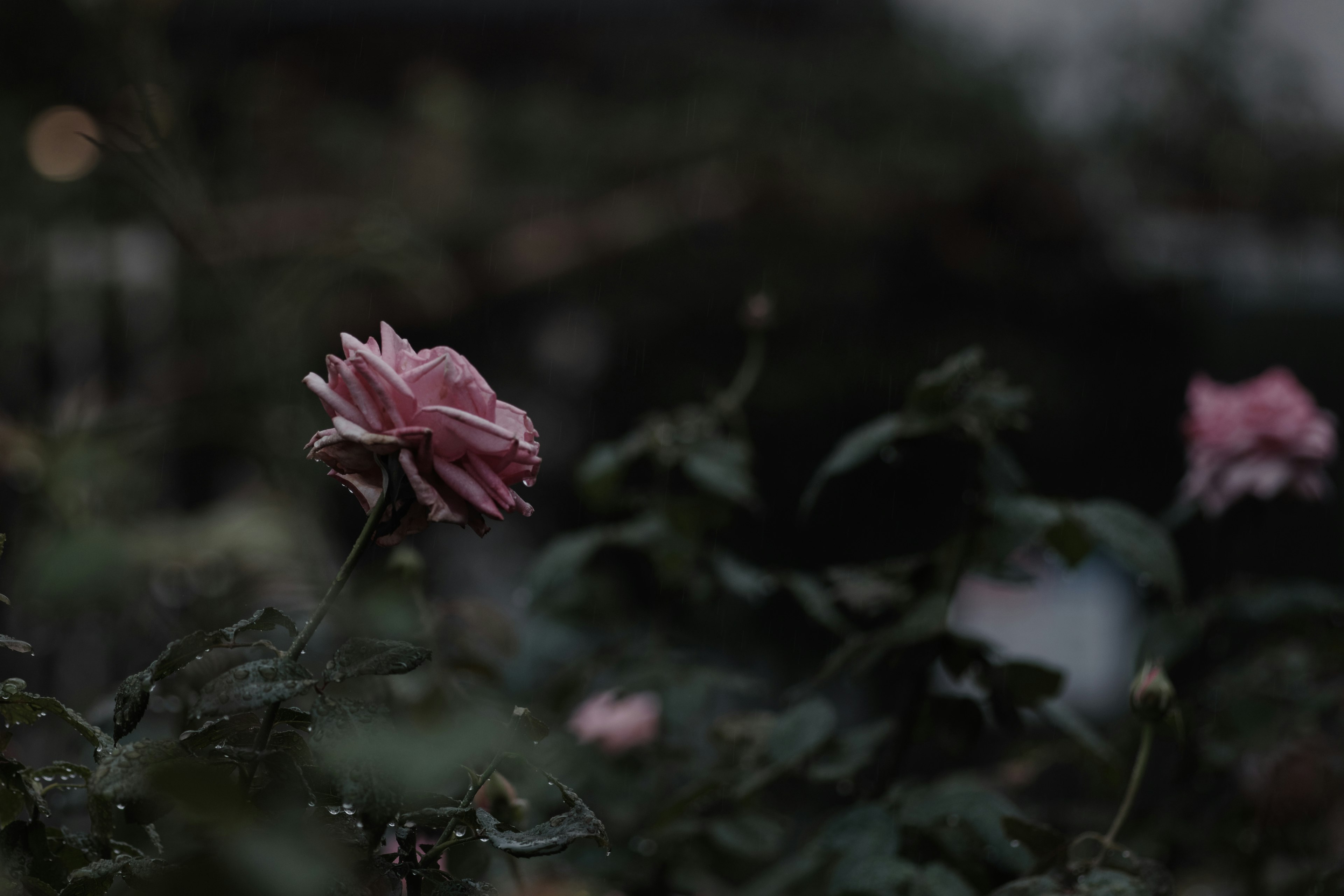 Pink rose blooming in a dim background