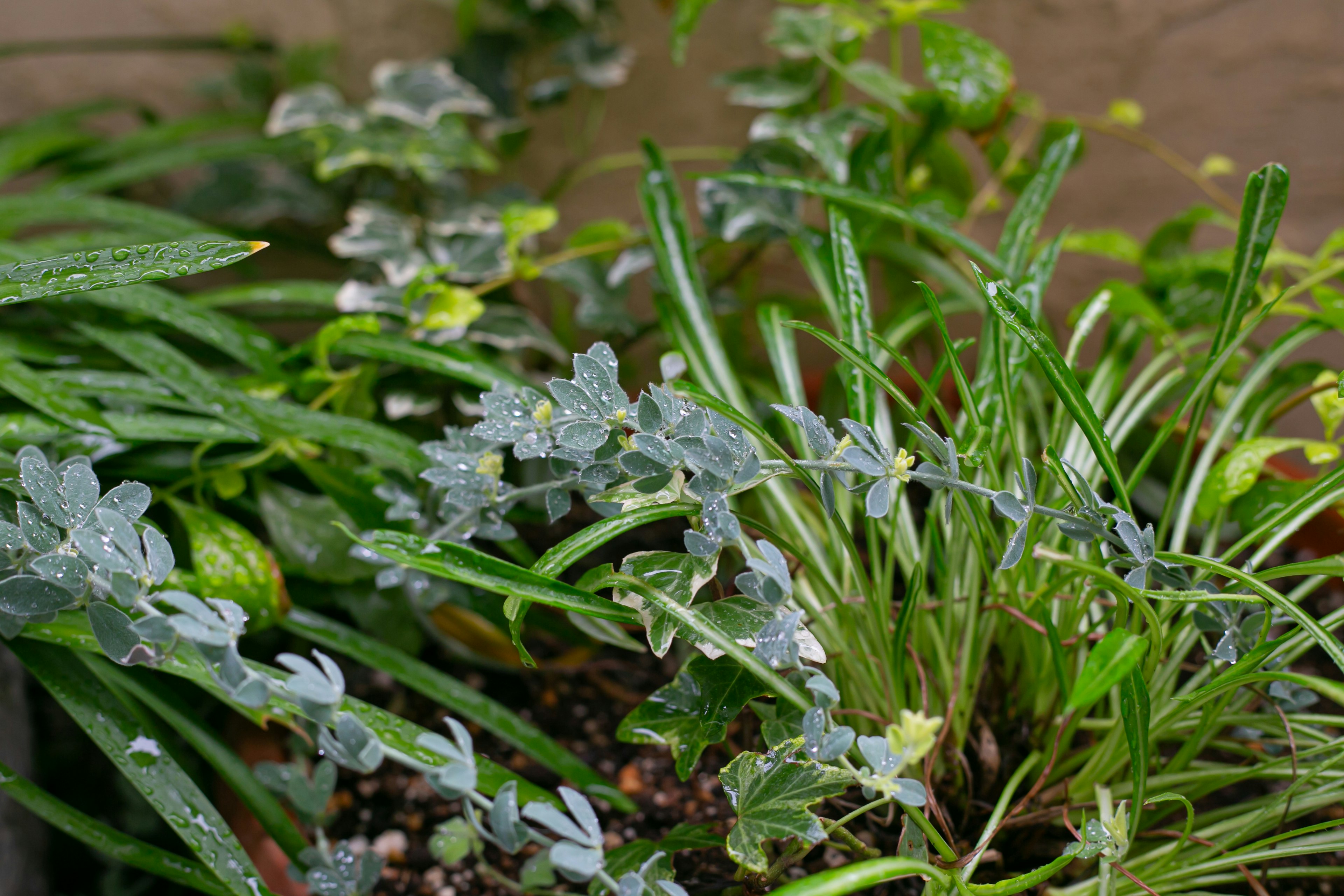 Plantas verdes exuberantes en un rincón del jardín