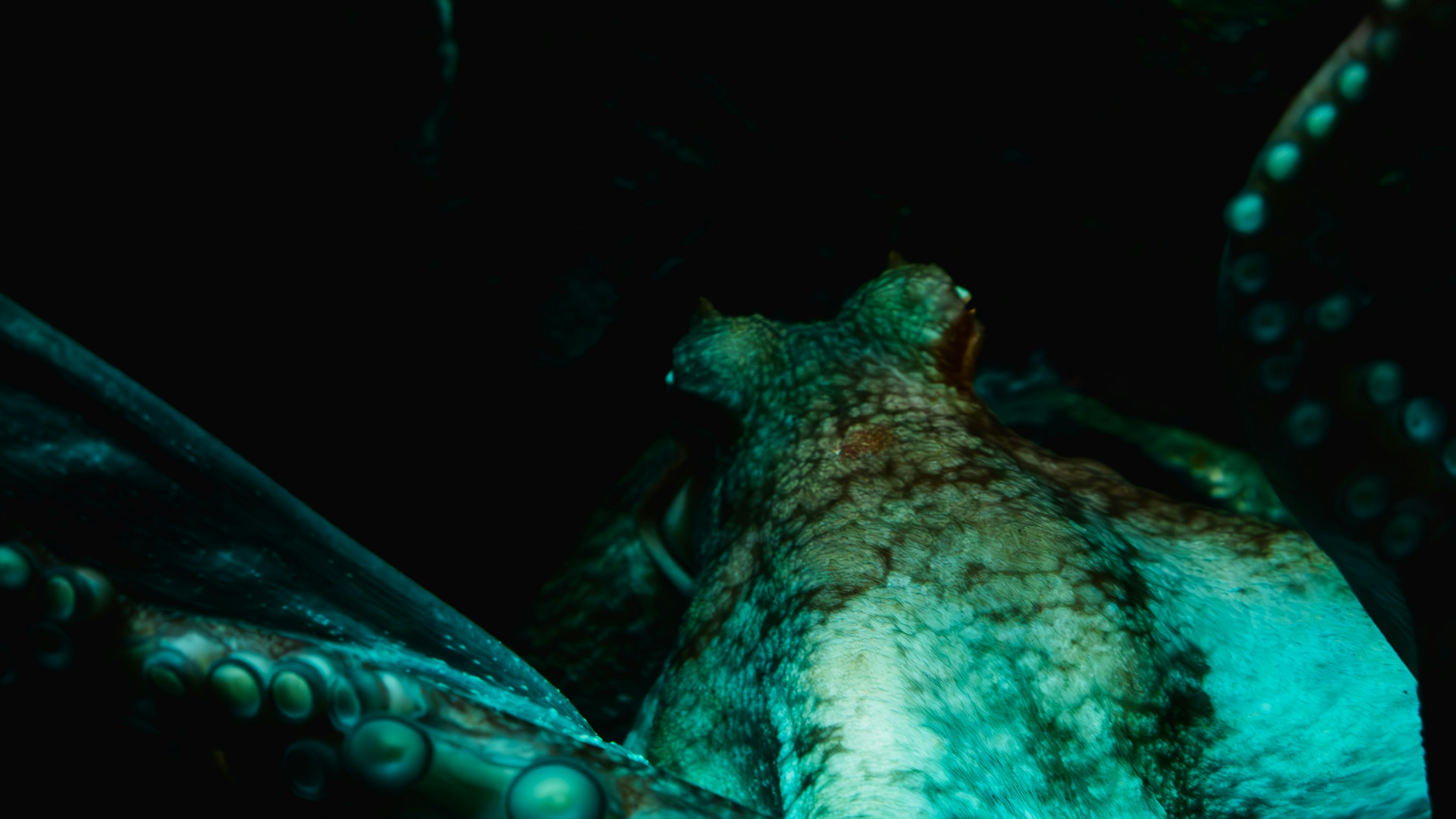 Close-up of an octopus in dark waters