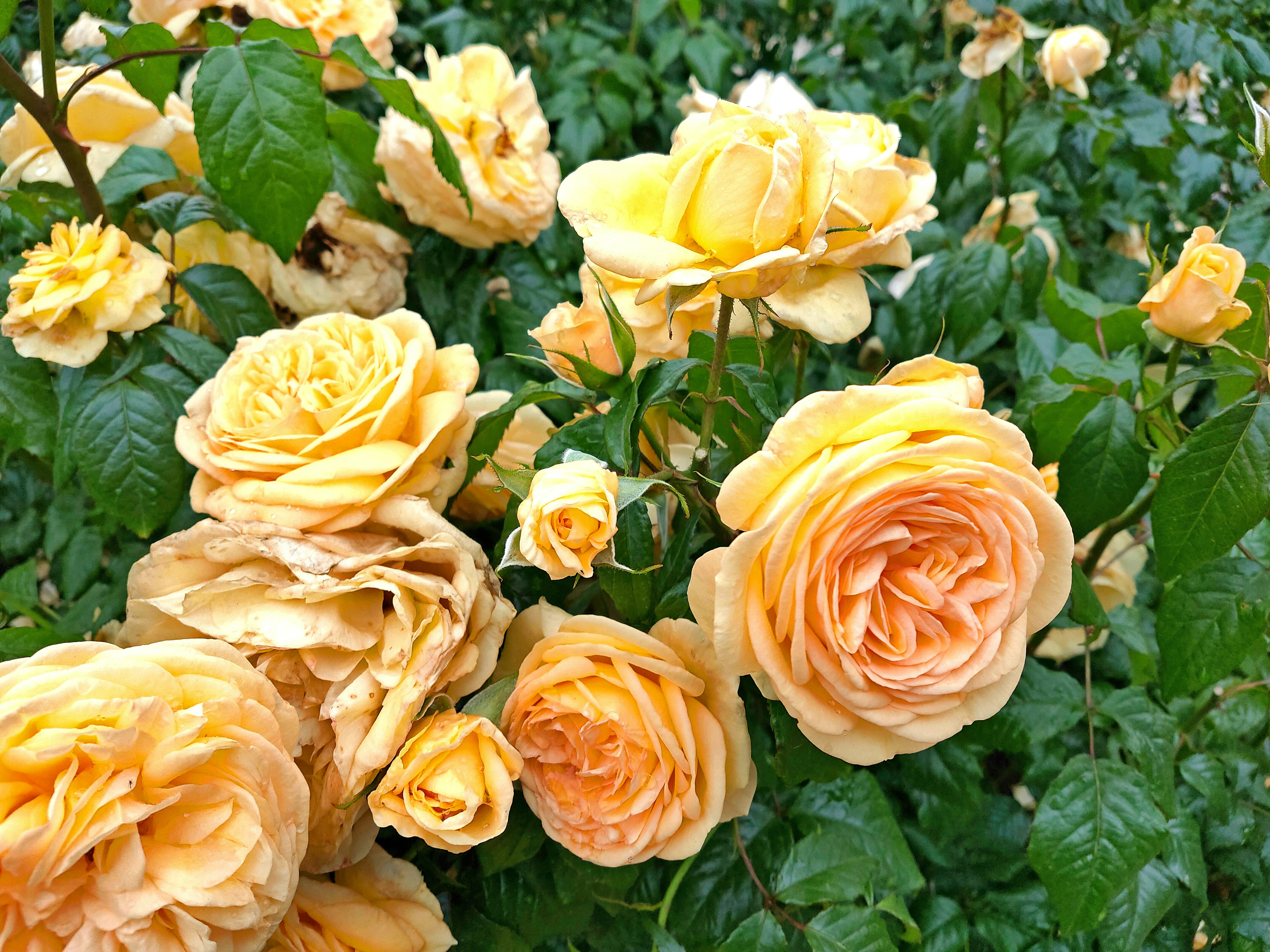 Une scène de jardin avec des roses jaunes en fleurs