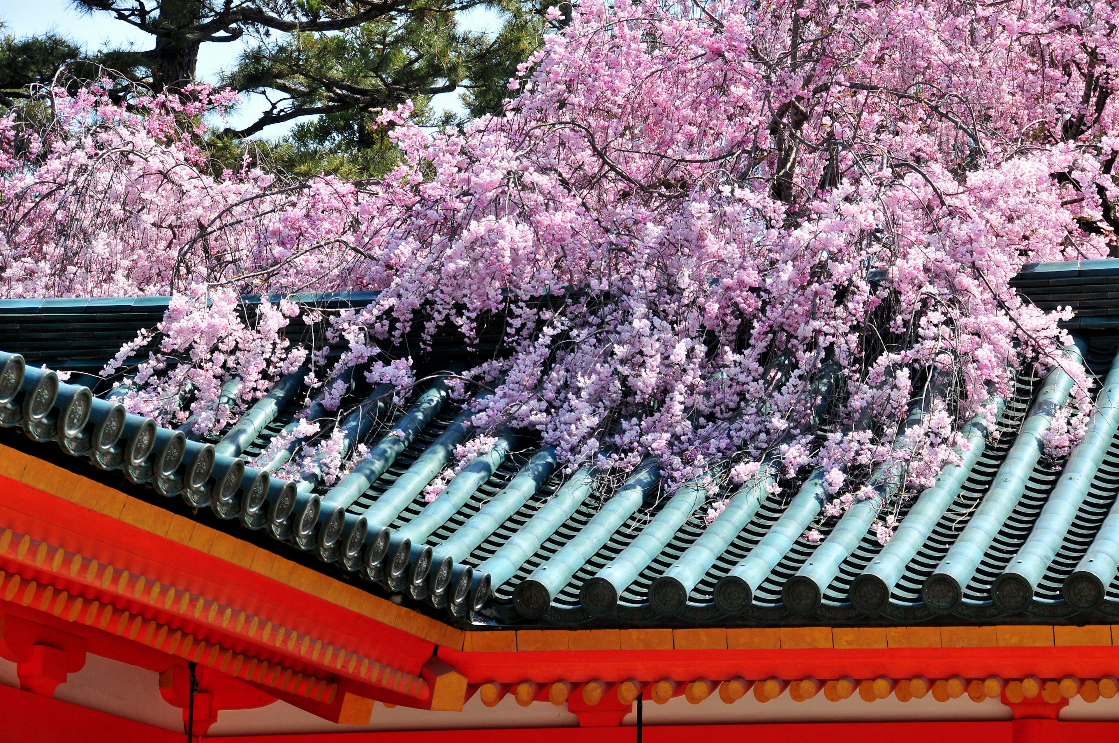 Cherry blossom branches over traditional Japanese roof