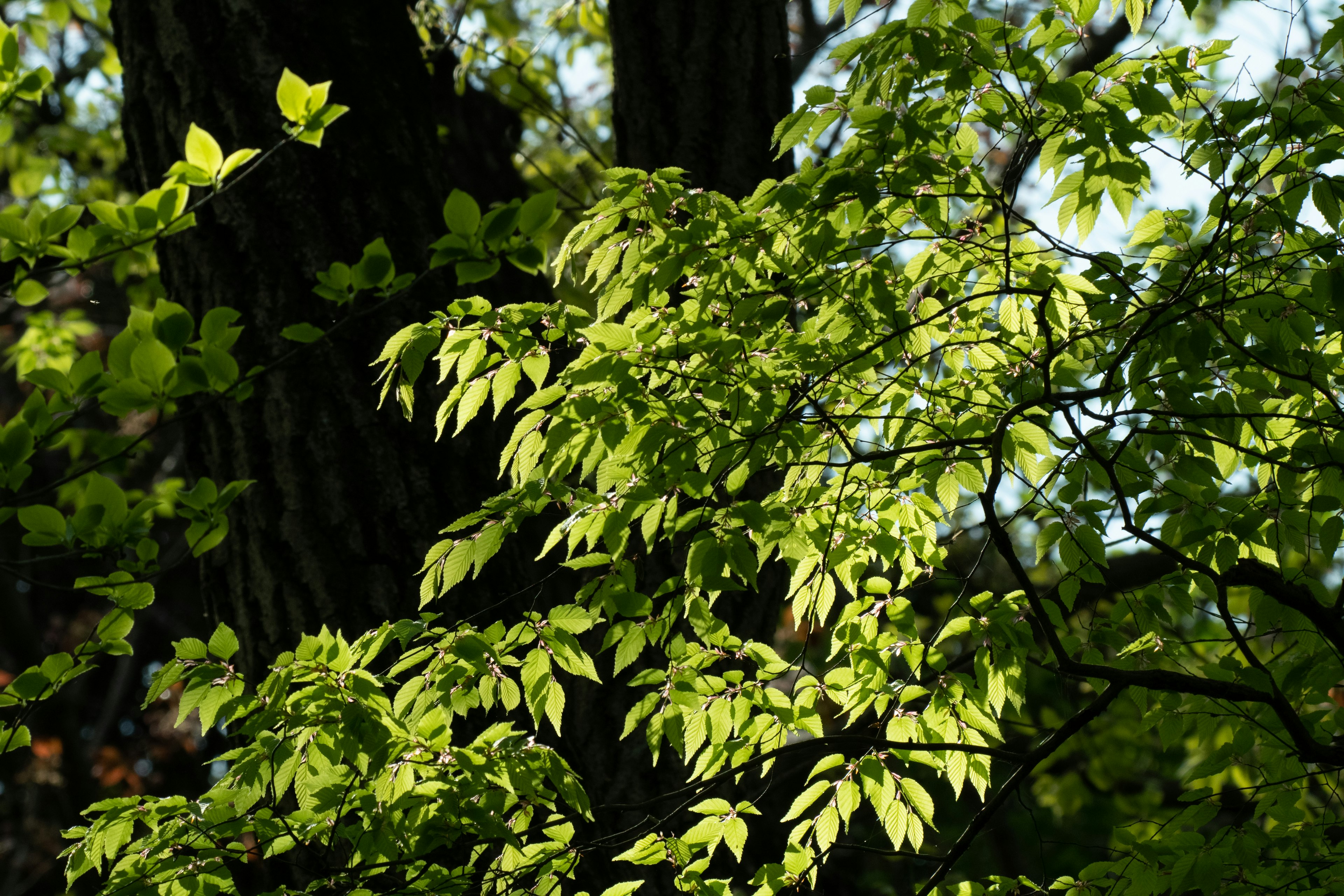 Acercamiento a hojas verdes vibrantes contra un tronco de árbol