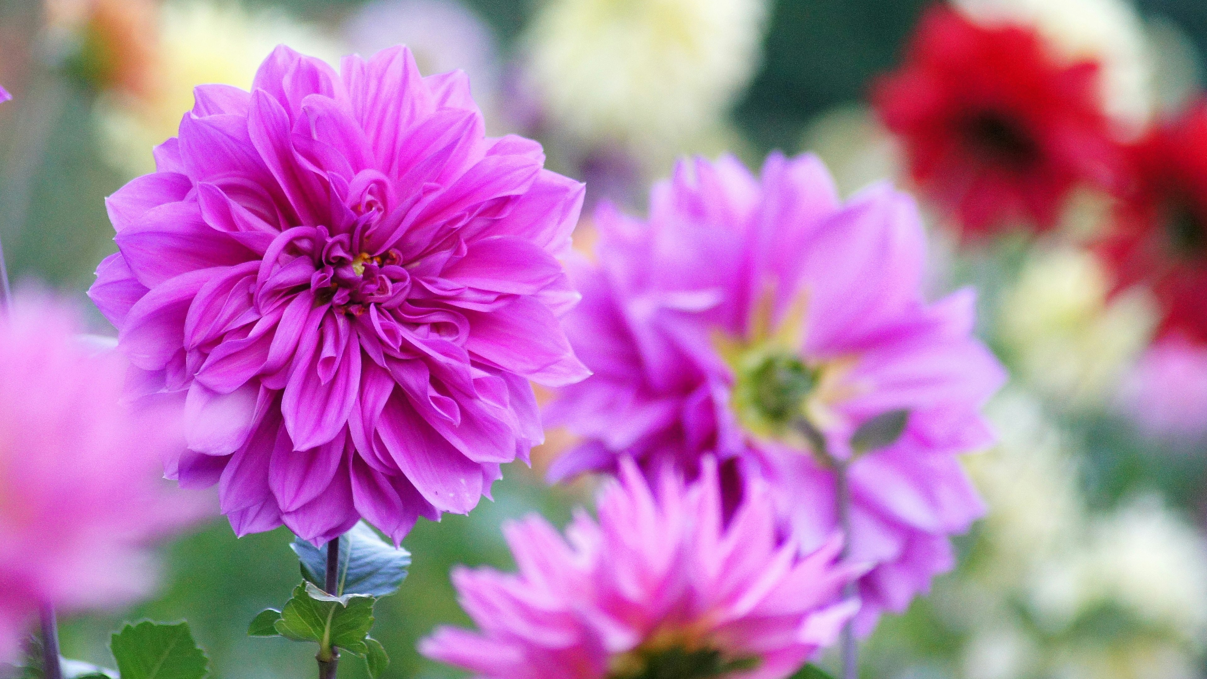 Dalie rosa vivaci che fioriscono in un giardino