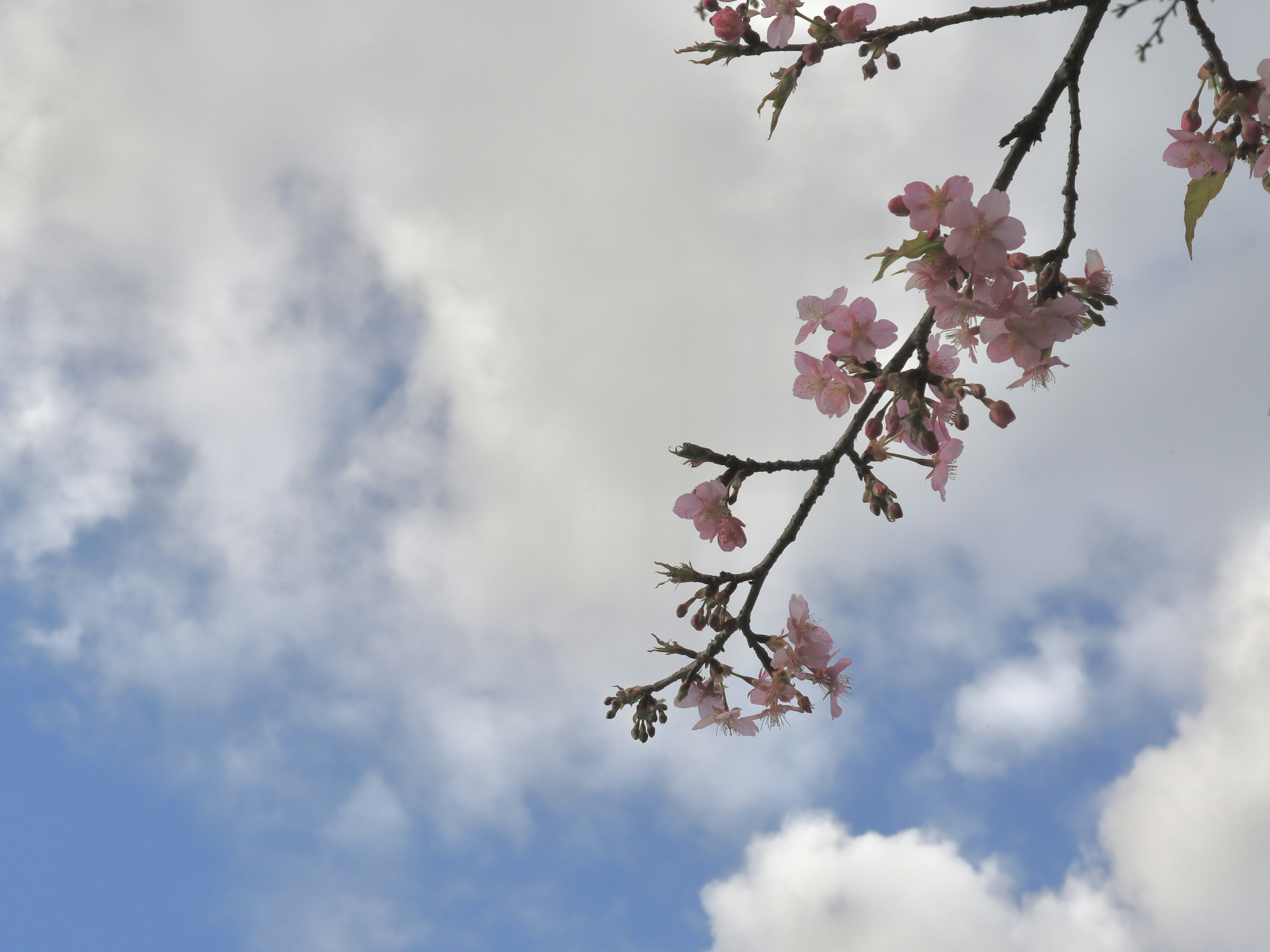 Rama de cerezo contra un cielo azul con nubes