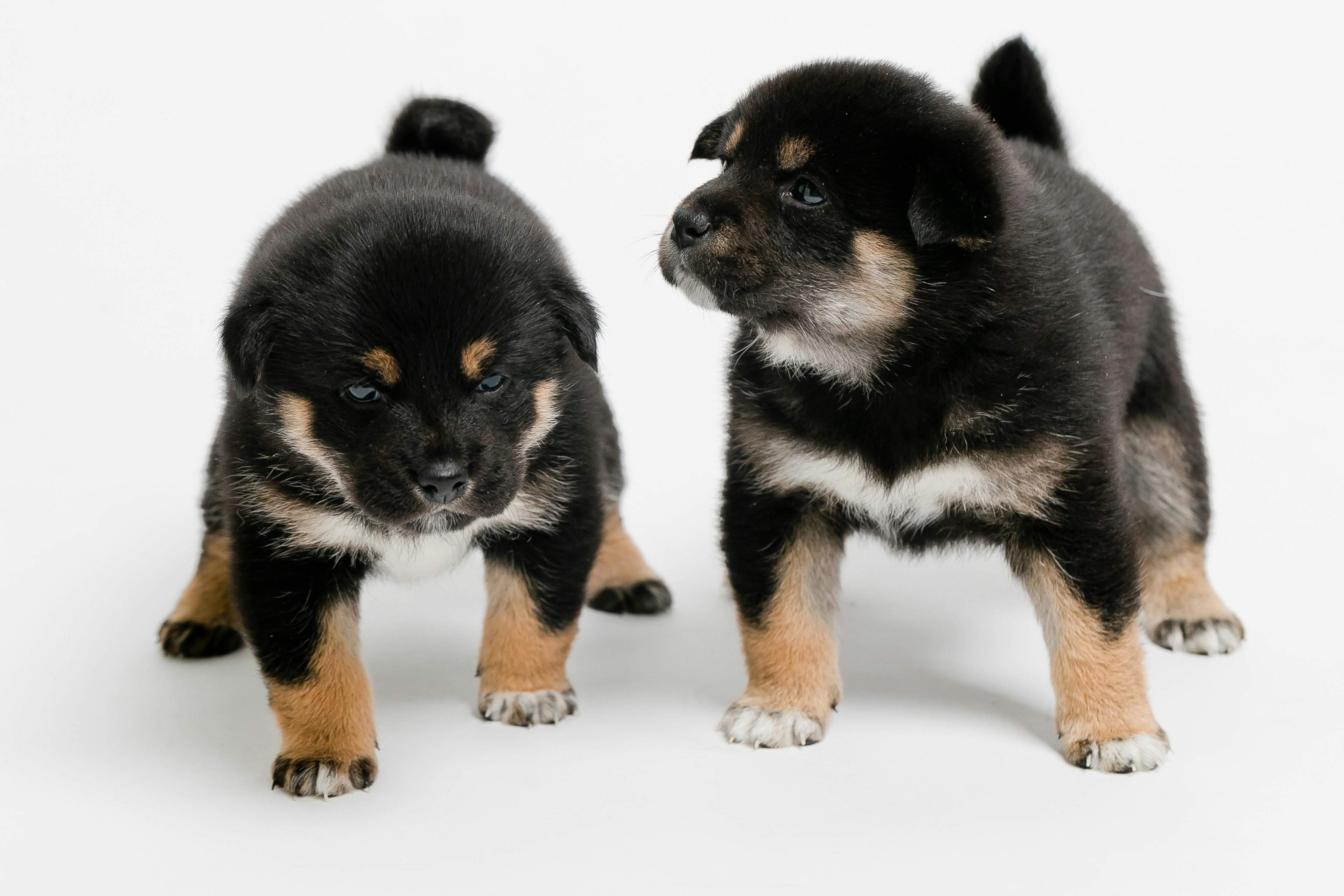 Two black Shiba Inu puppies standing side by side