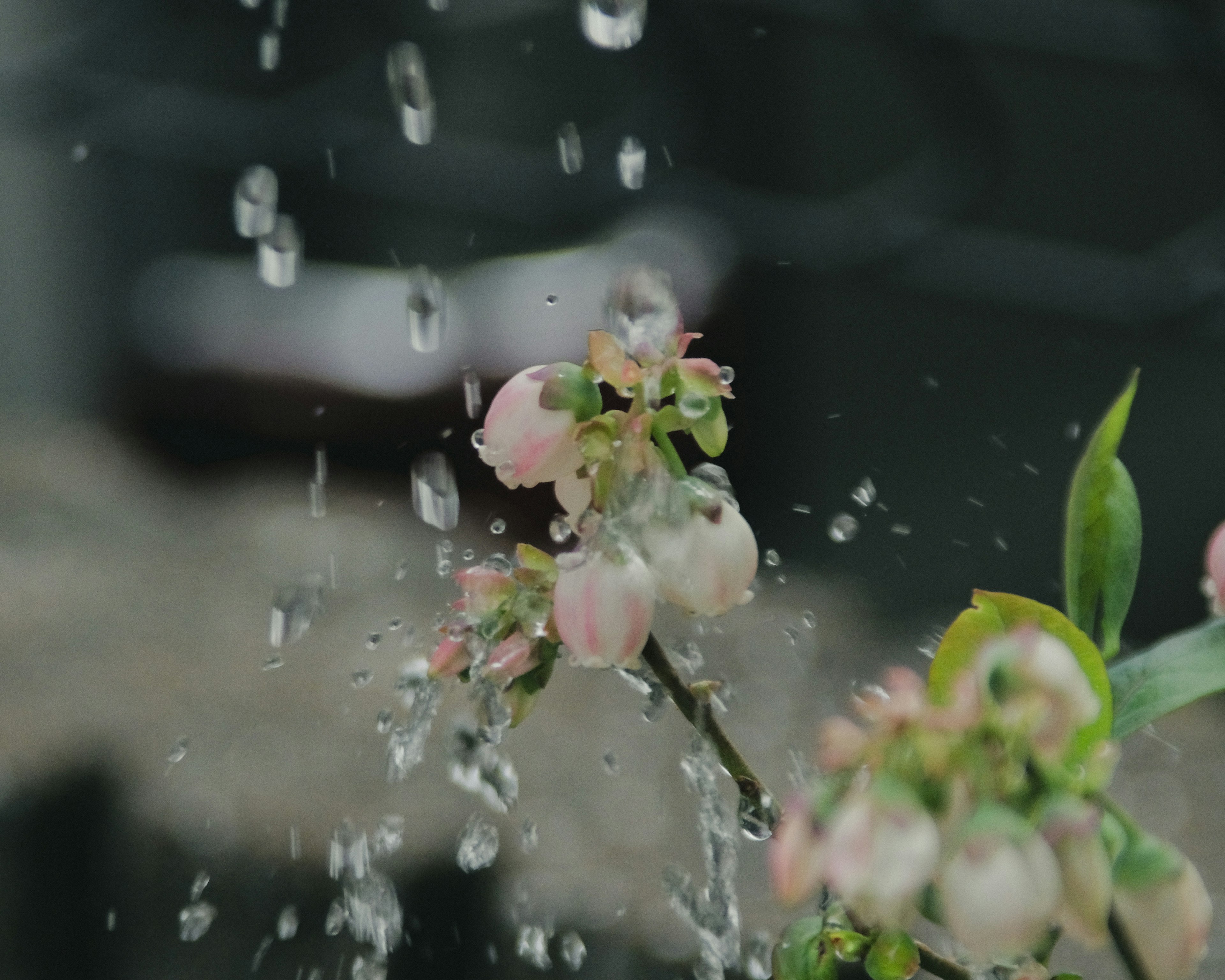 水しぶきがかかるピンクの花と緑の葉のクローズアップ