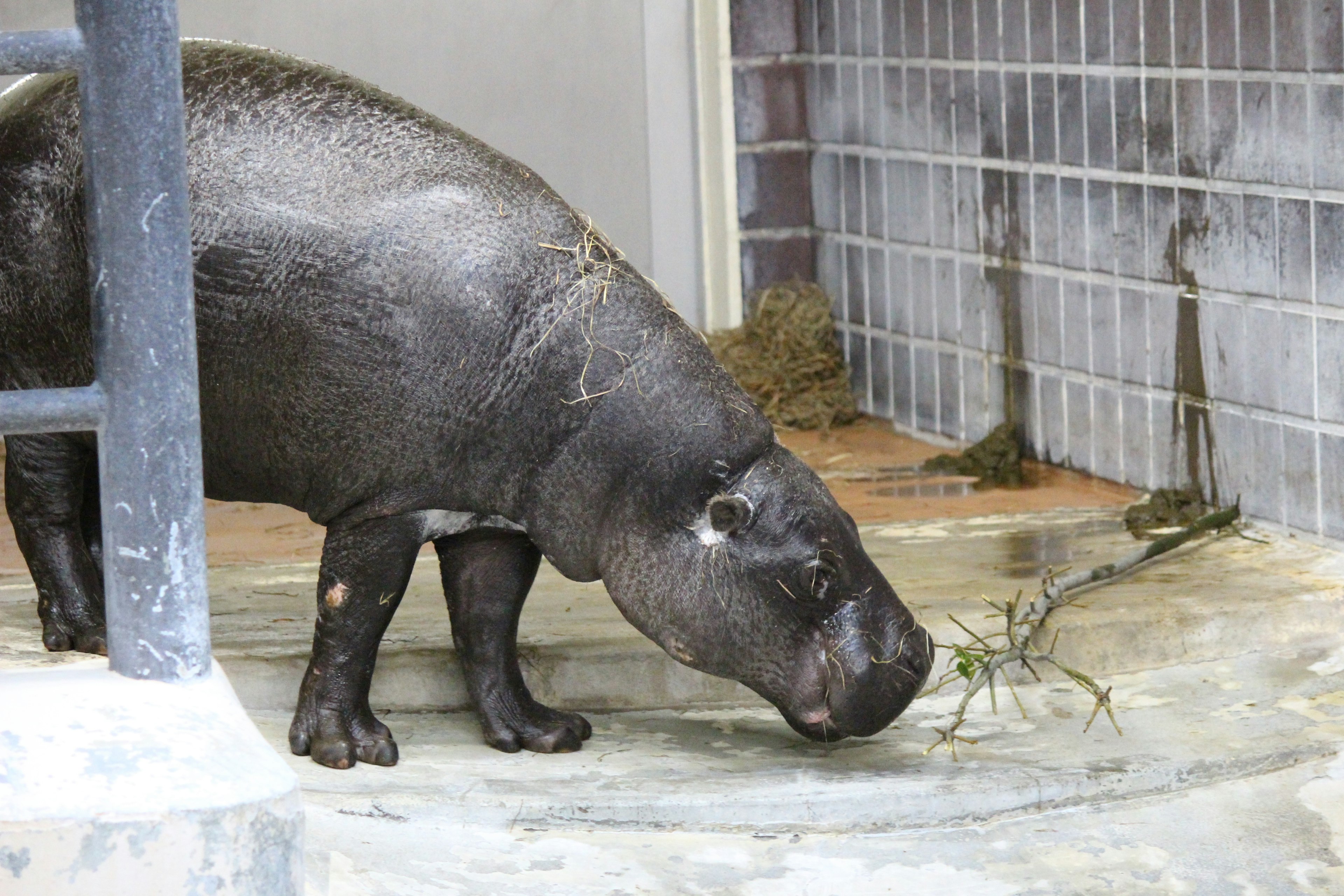 A small hippo grazing on grass in a zoo enclosure