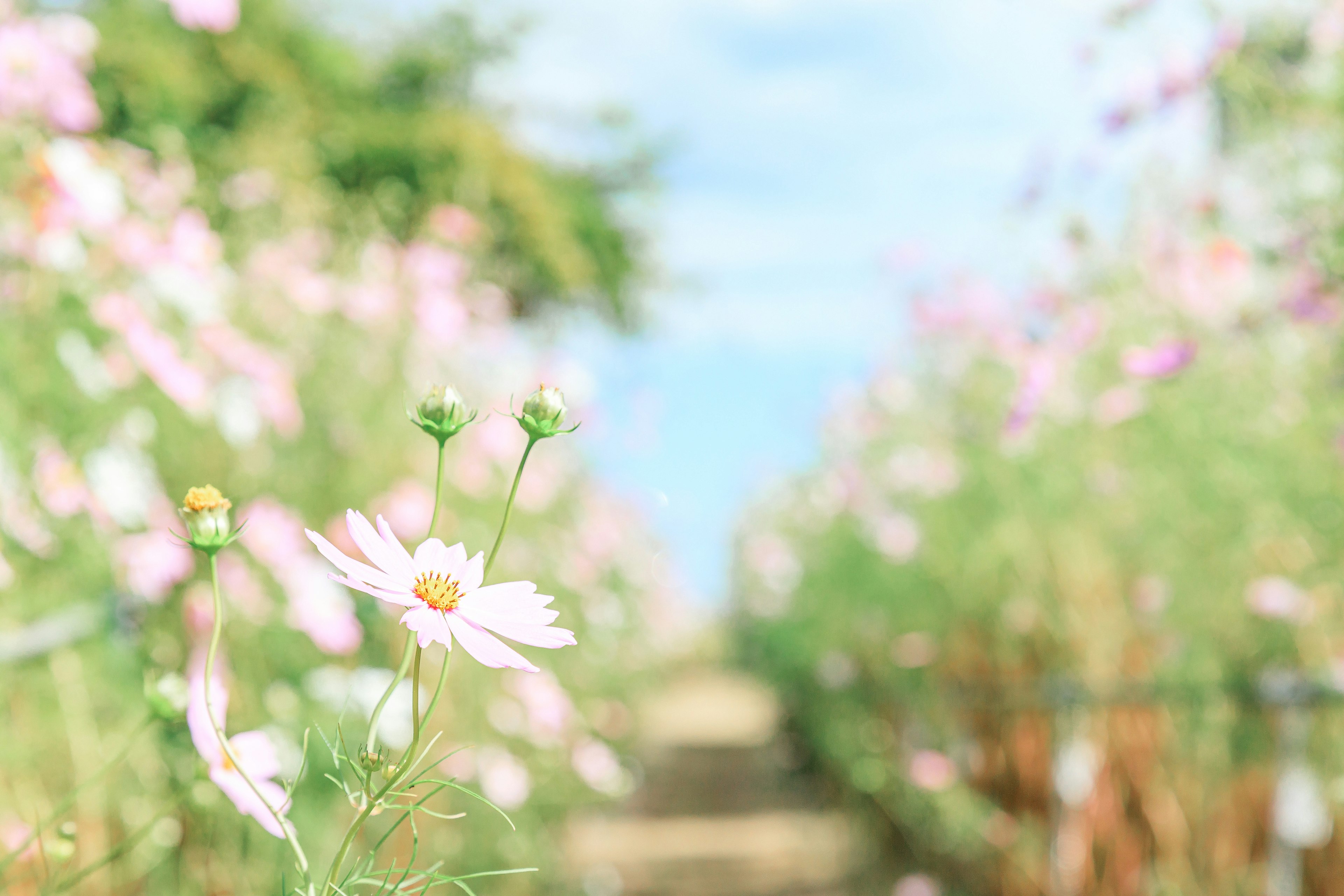 Pathway surrounded by blooming flowers