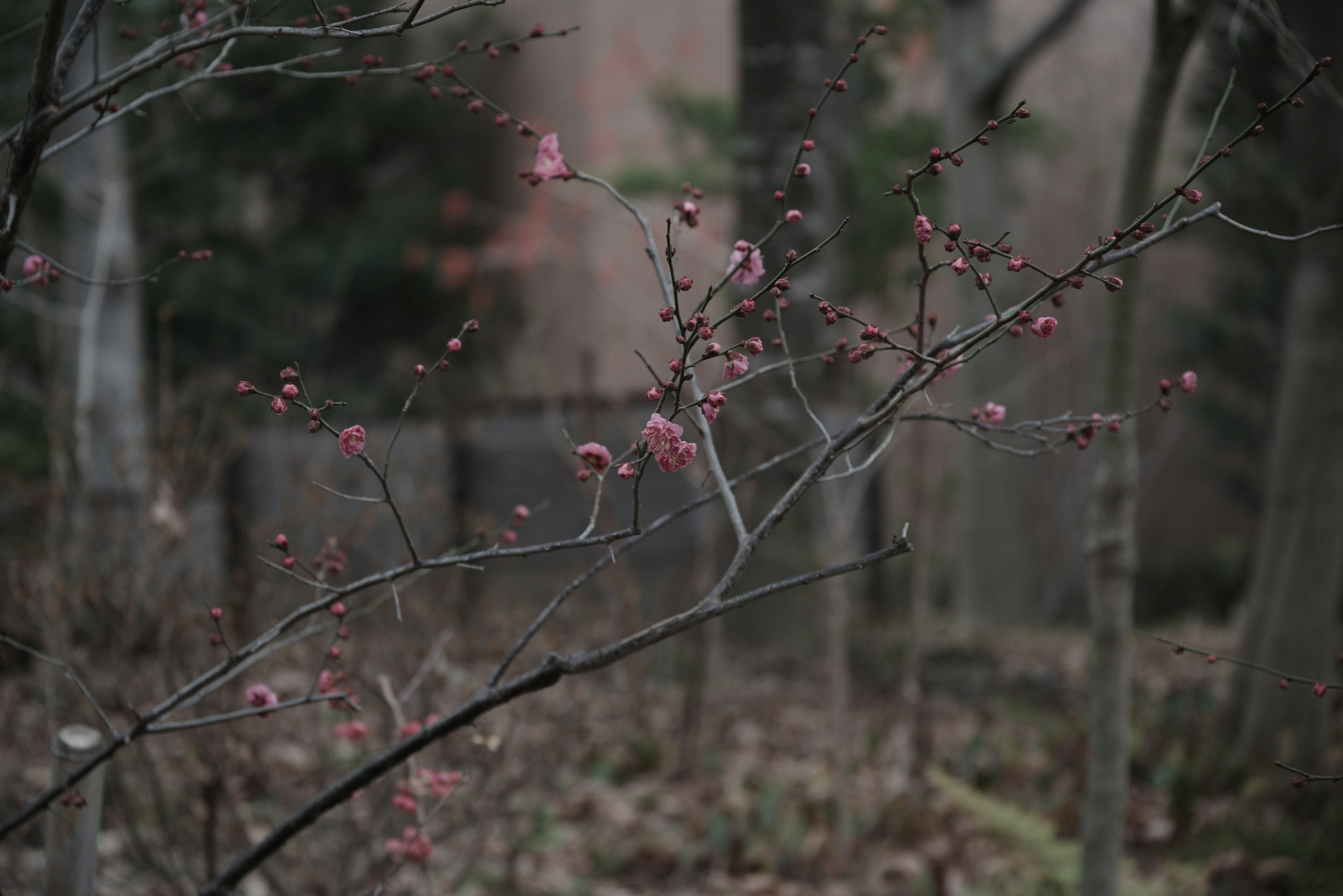 昏暗森林中的细枝和粉红色花蕾