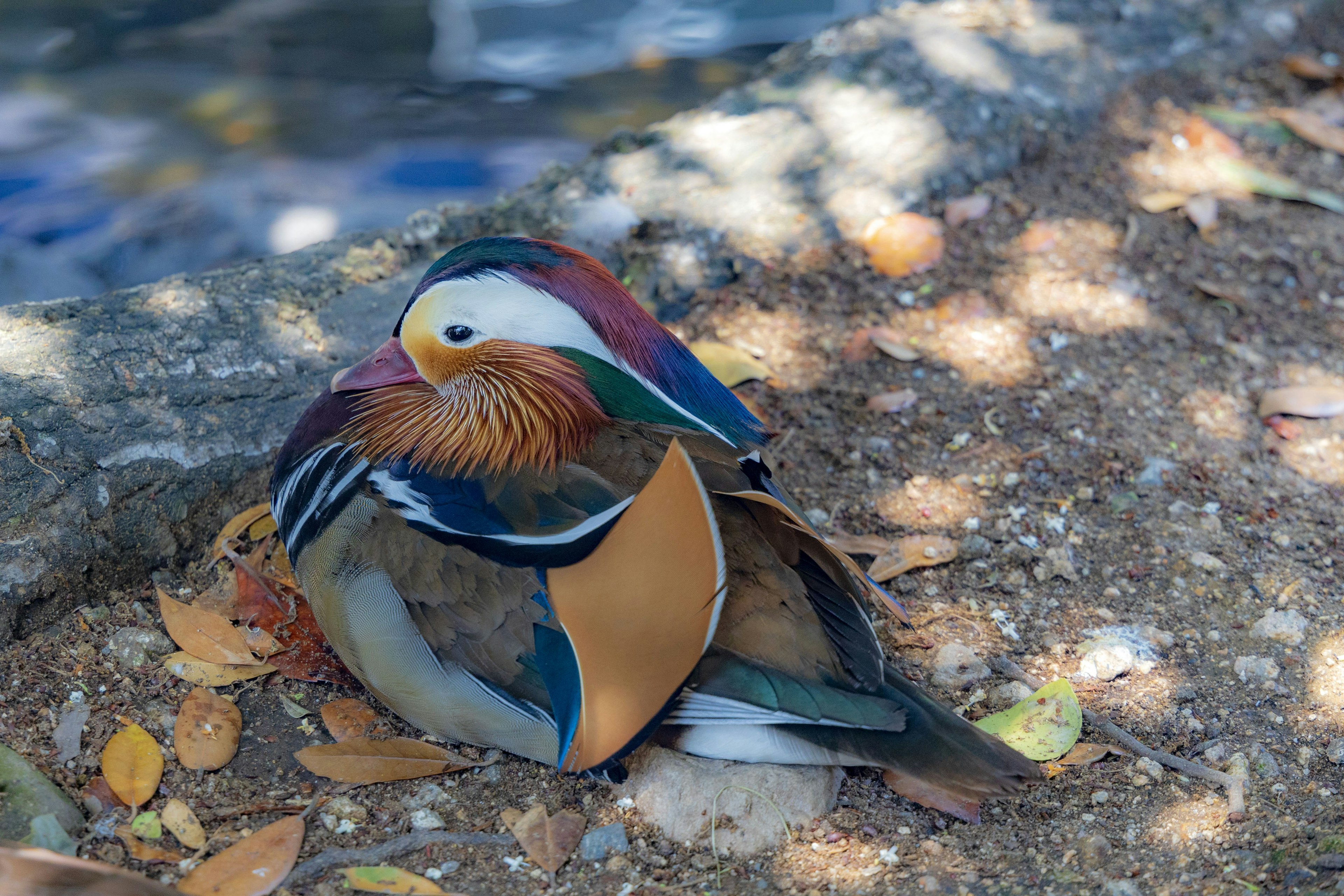 A beautiful mandarin duck resting by the water's edge