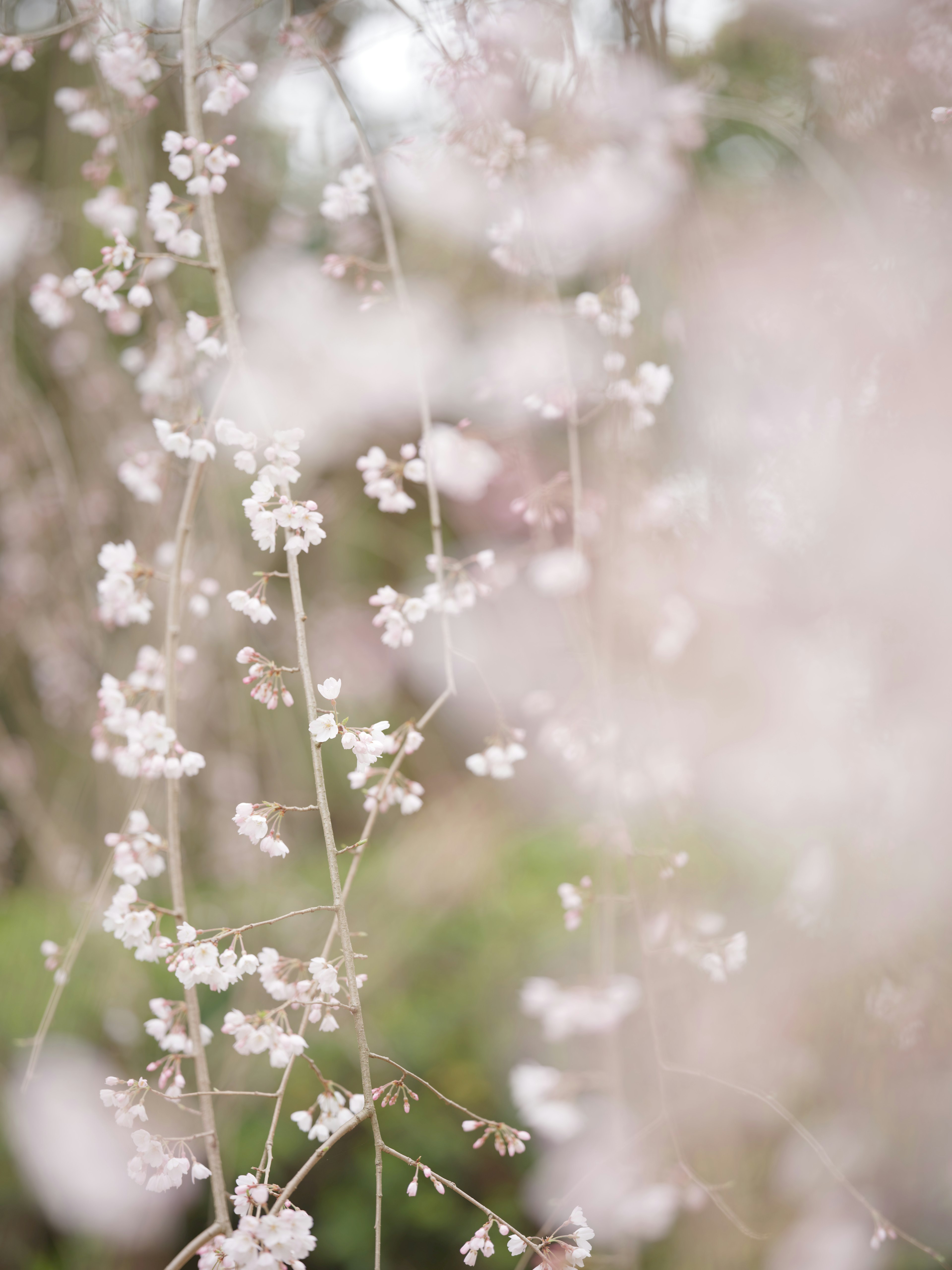 Soft focus on branches with light pink blossoms in a serene background