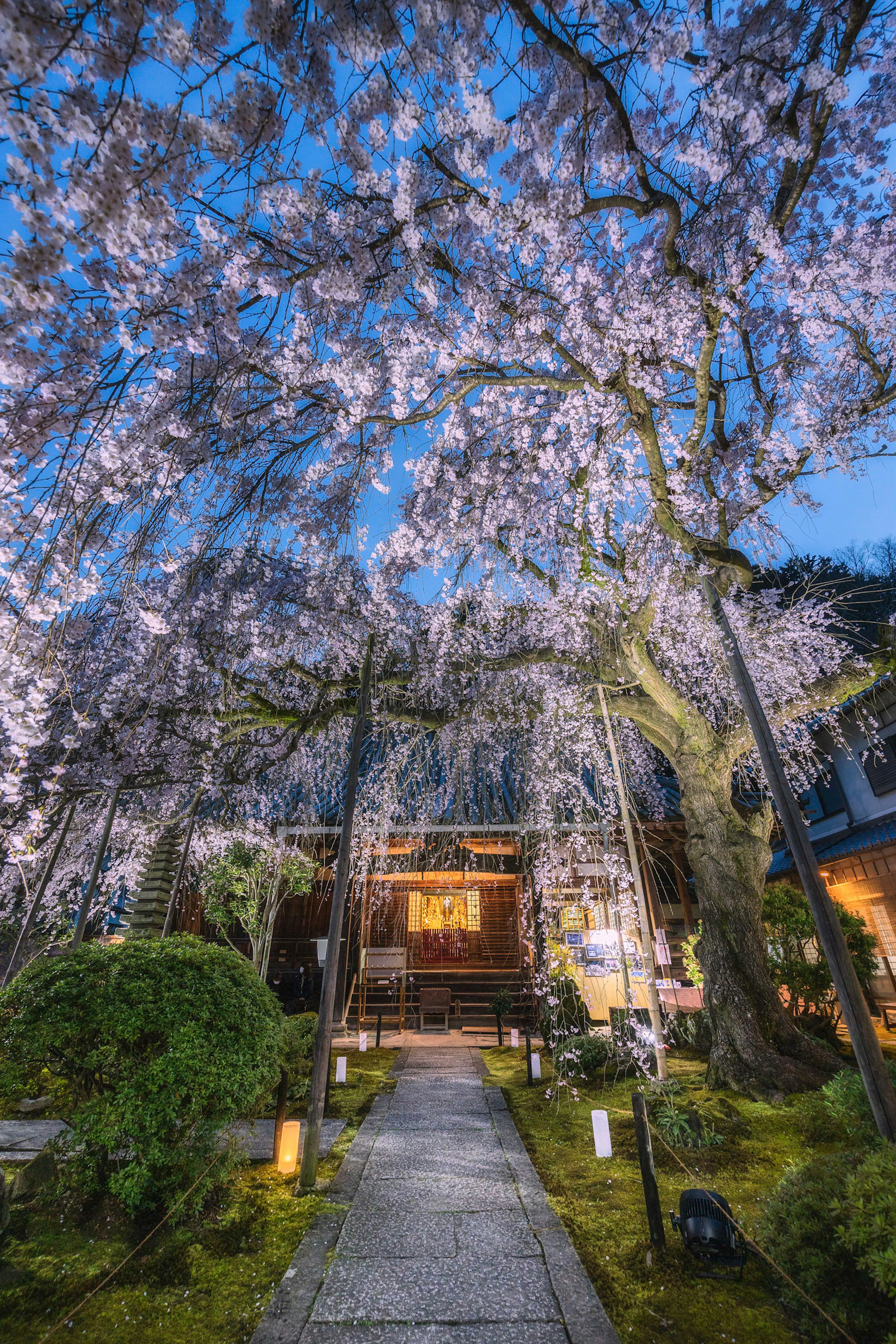 夜桜が咲く美しい庭園の入り口に続く石の小道