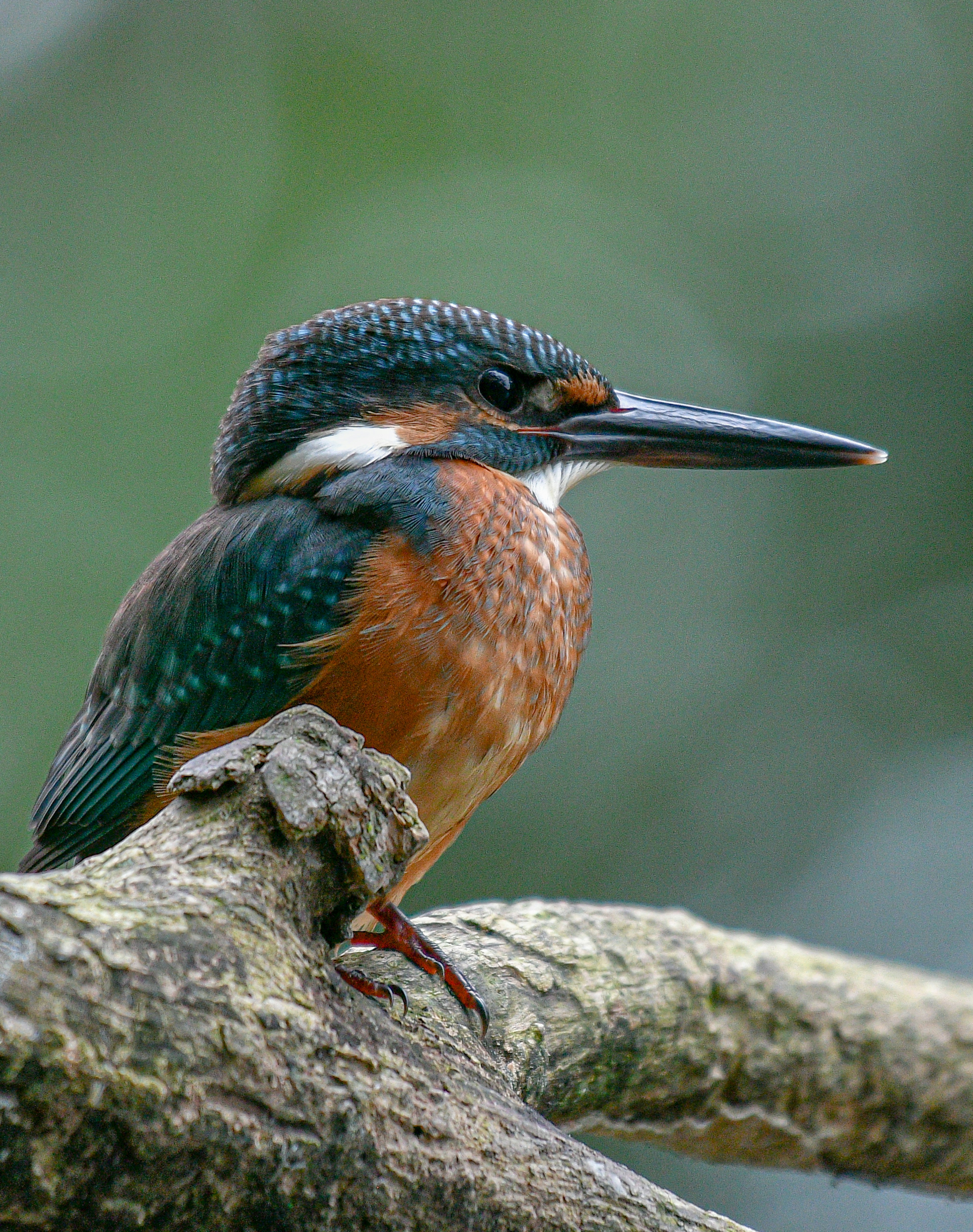 Un colorato martin pescatore appollaiato su un ramo vicino all'acqua