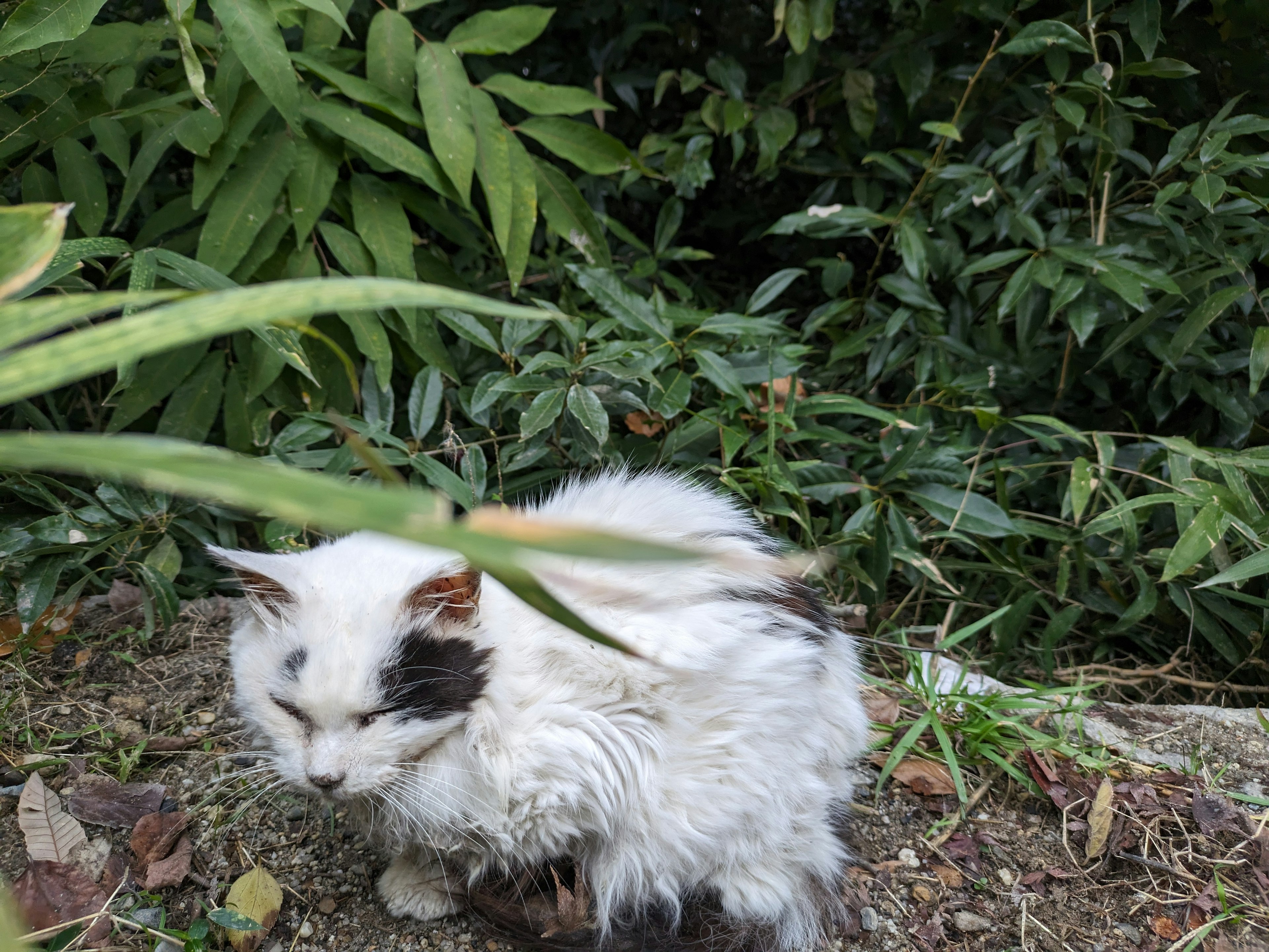 A fluffy white cat sitting among green plants