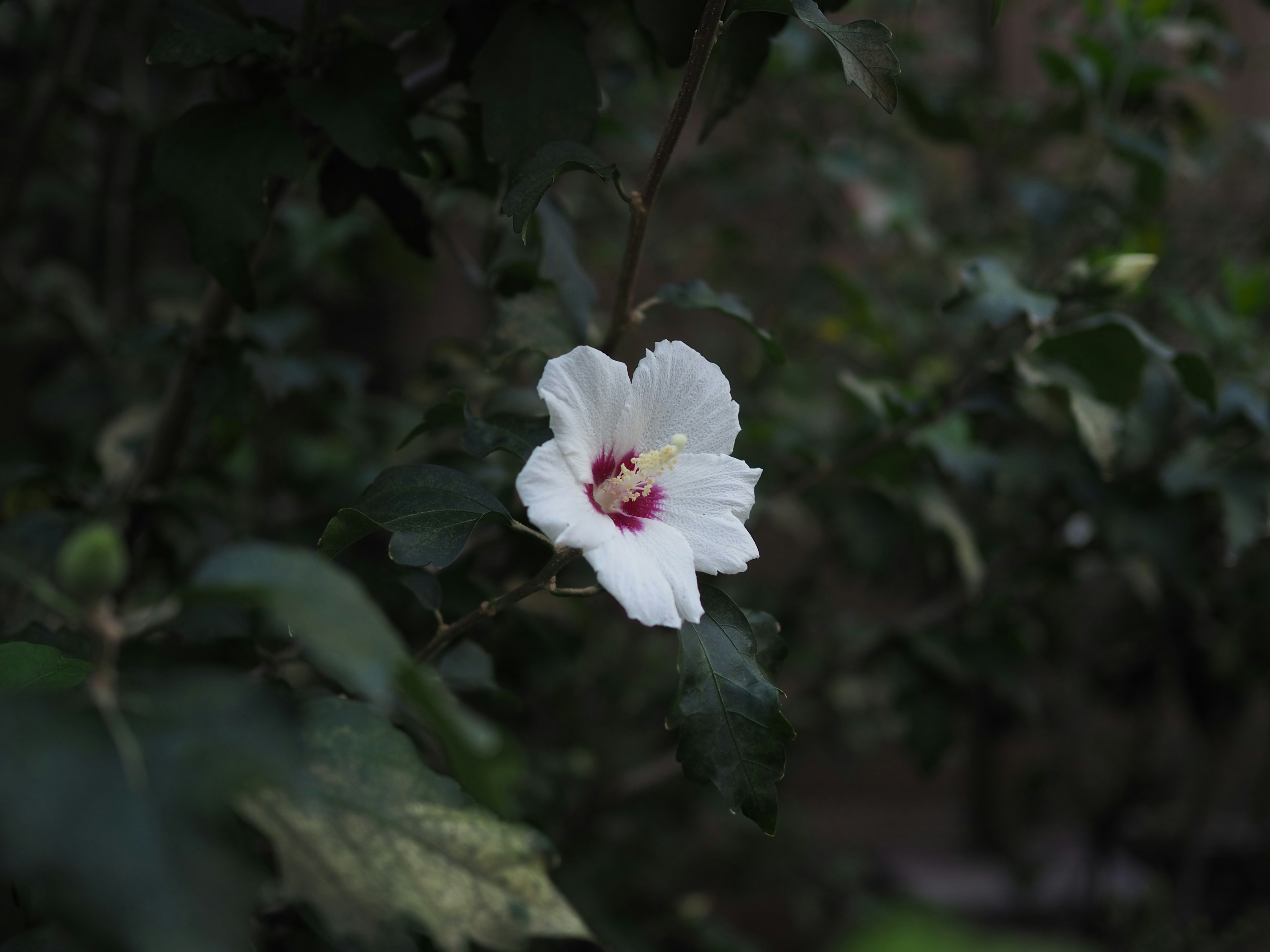 A white flower surrounded by green leaves