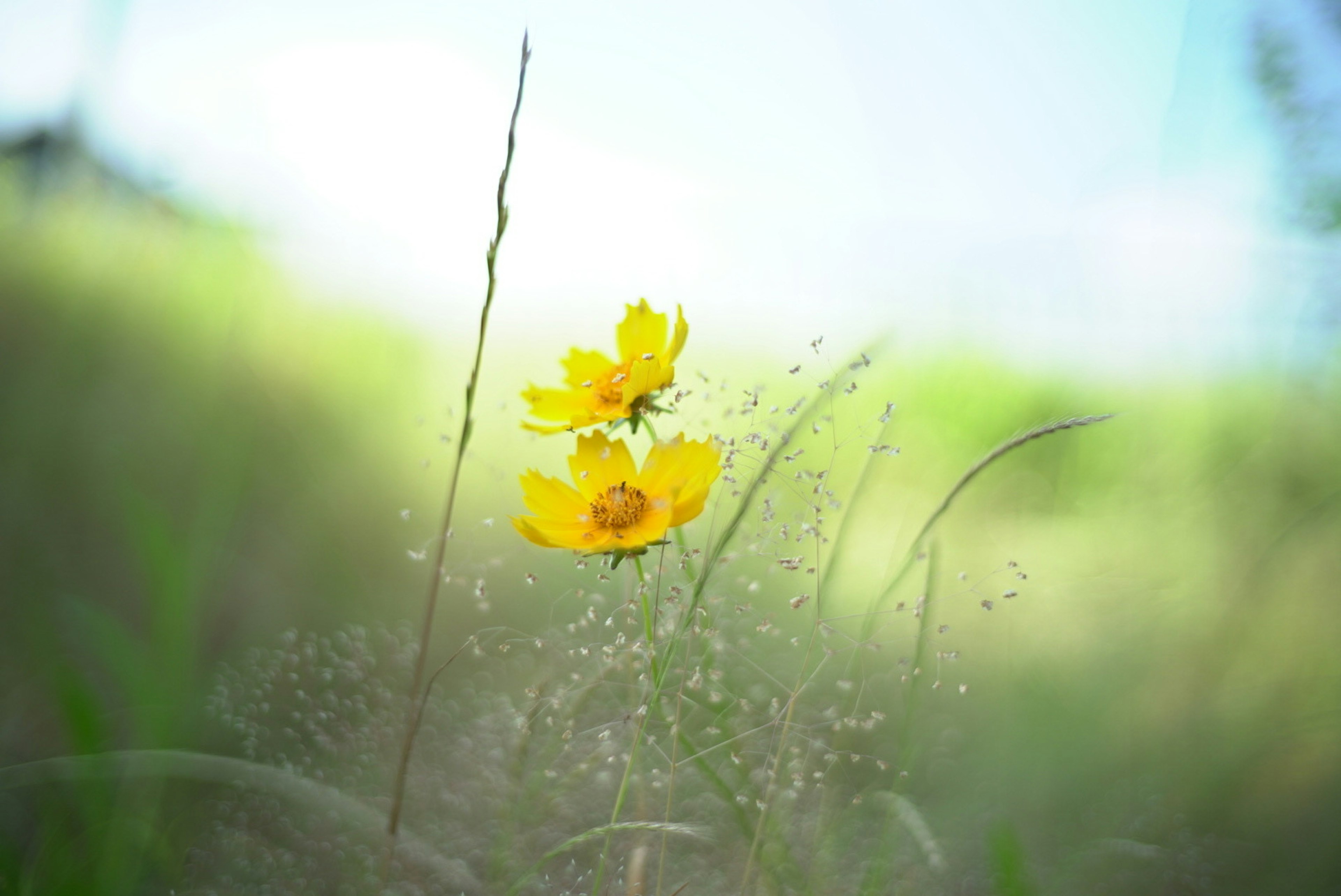 Zwei gelbe Blumen umgeben von grünem Gras in einer unscharfen Umgebung