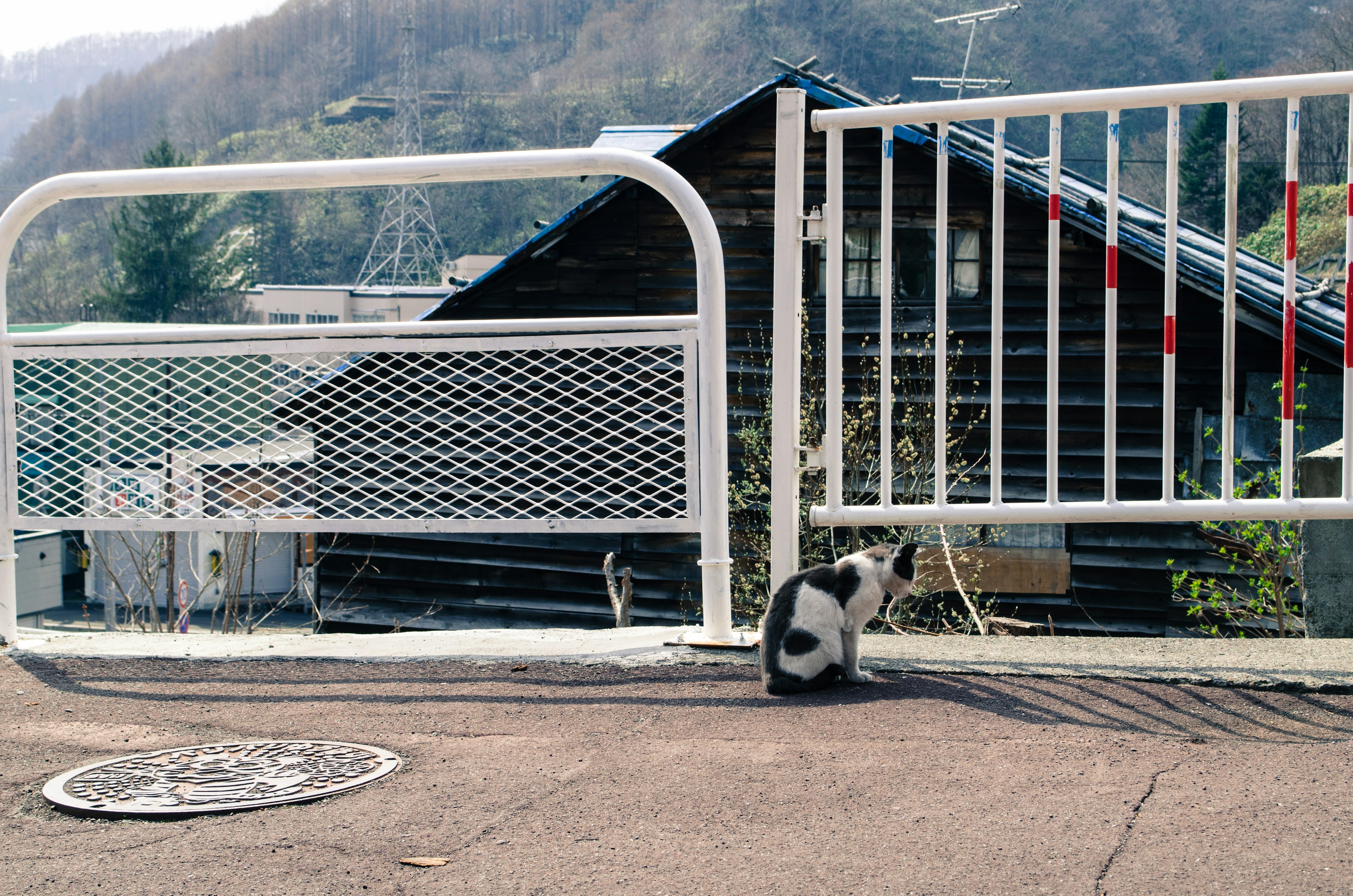 A black and white cat sitting in front of a gate