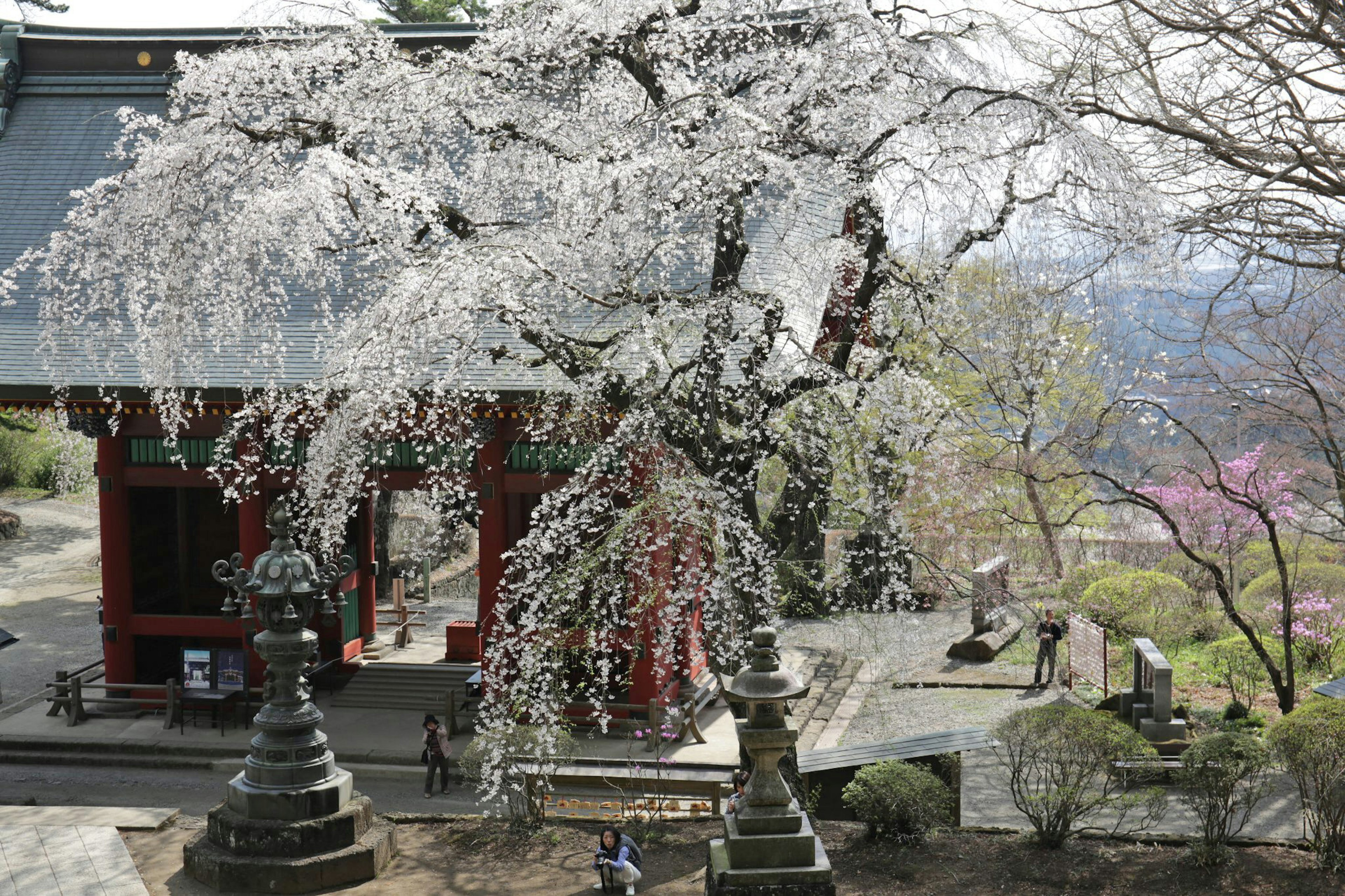 Panoramablick auf einen Tempel mit blühenden Kirschbäumen Menschen, die in der Nähe spazieren