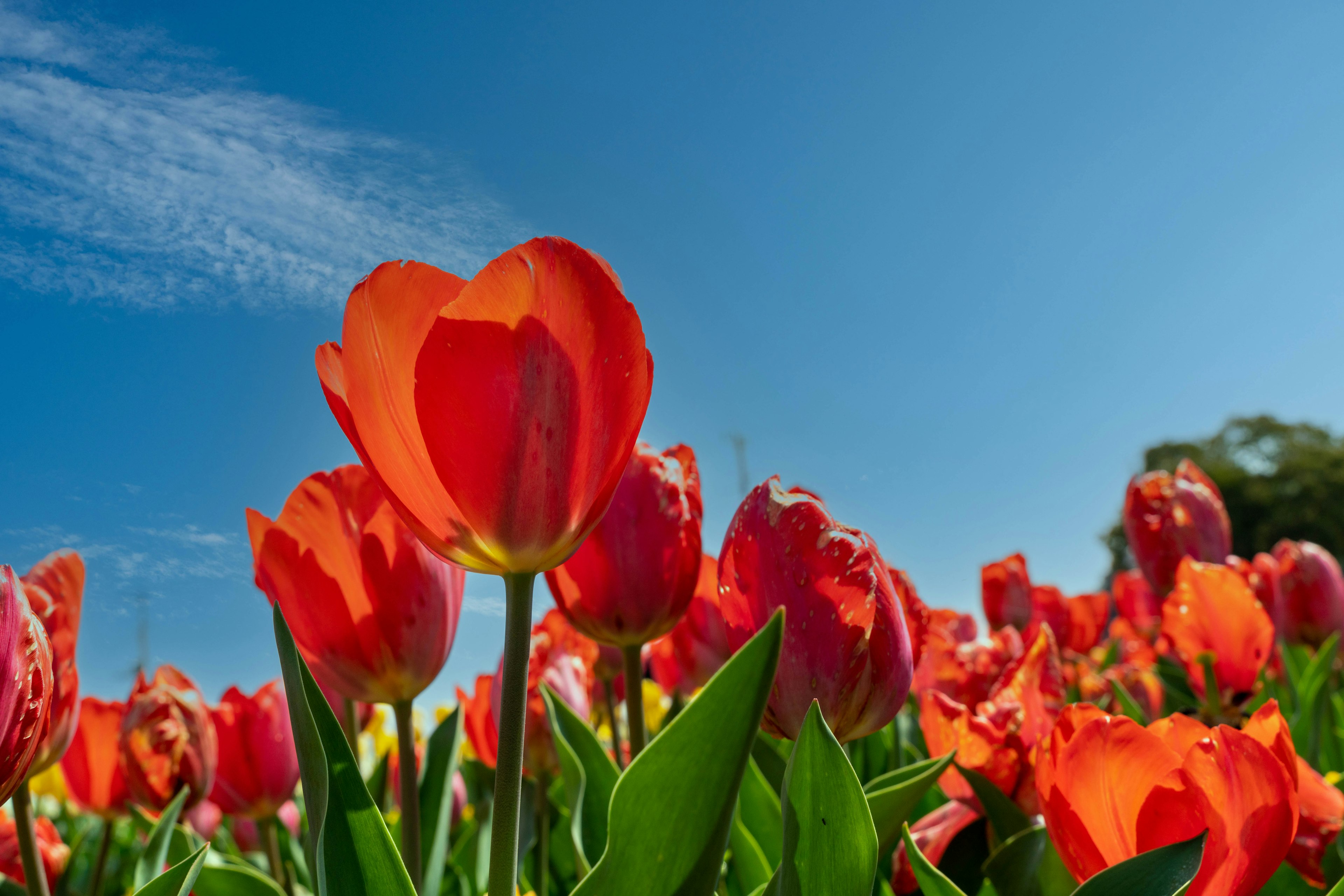 Tulip oranye cerah mekar di bawah langit biru yang cerah