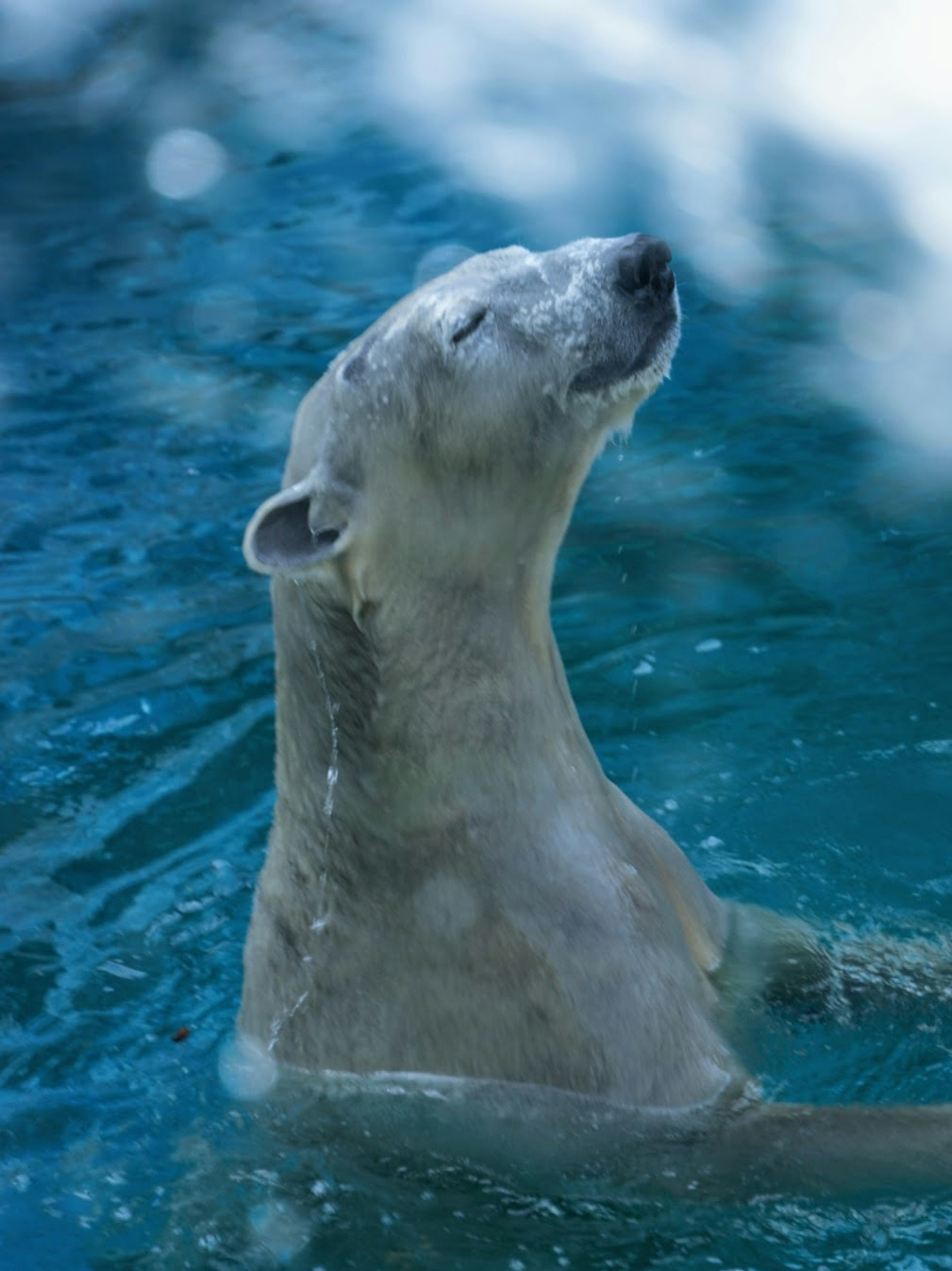 Ein Eisbär, der zufrieden im Wasser schwimmt