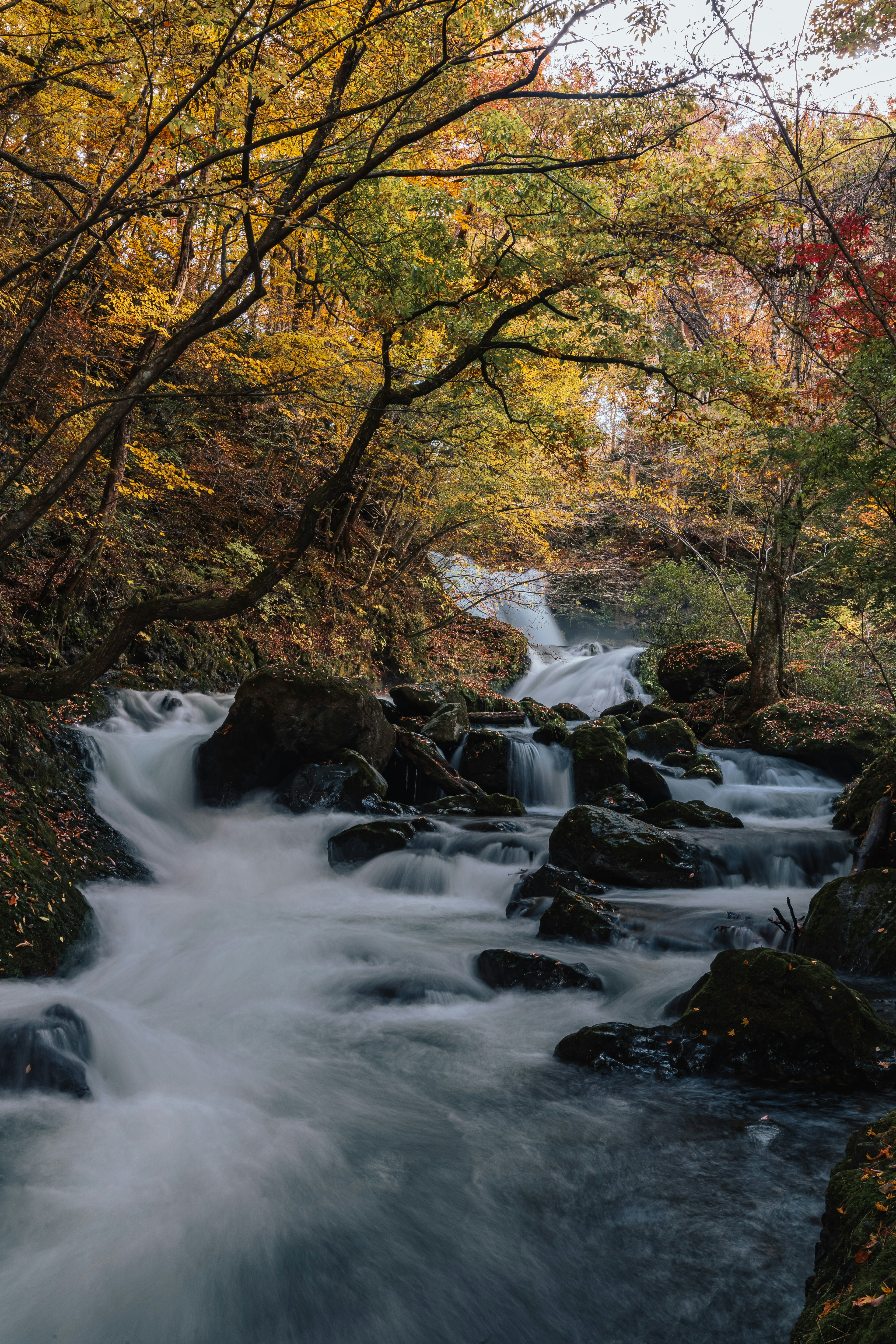 美しい秋の風景の中で流れる小川の写真