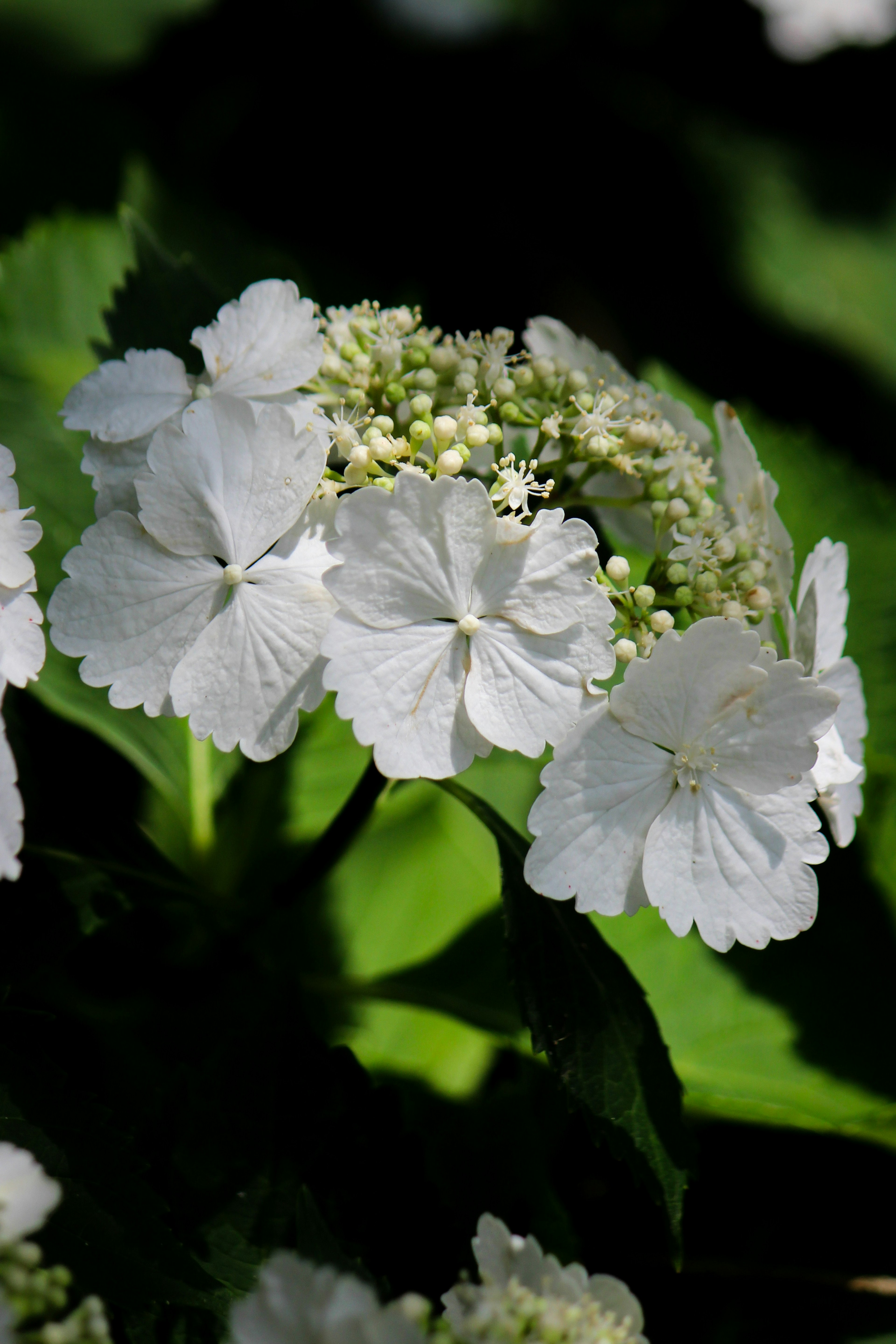 白い花と緑の葉を持つ植物のクローズアップ