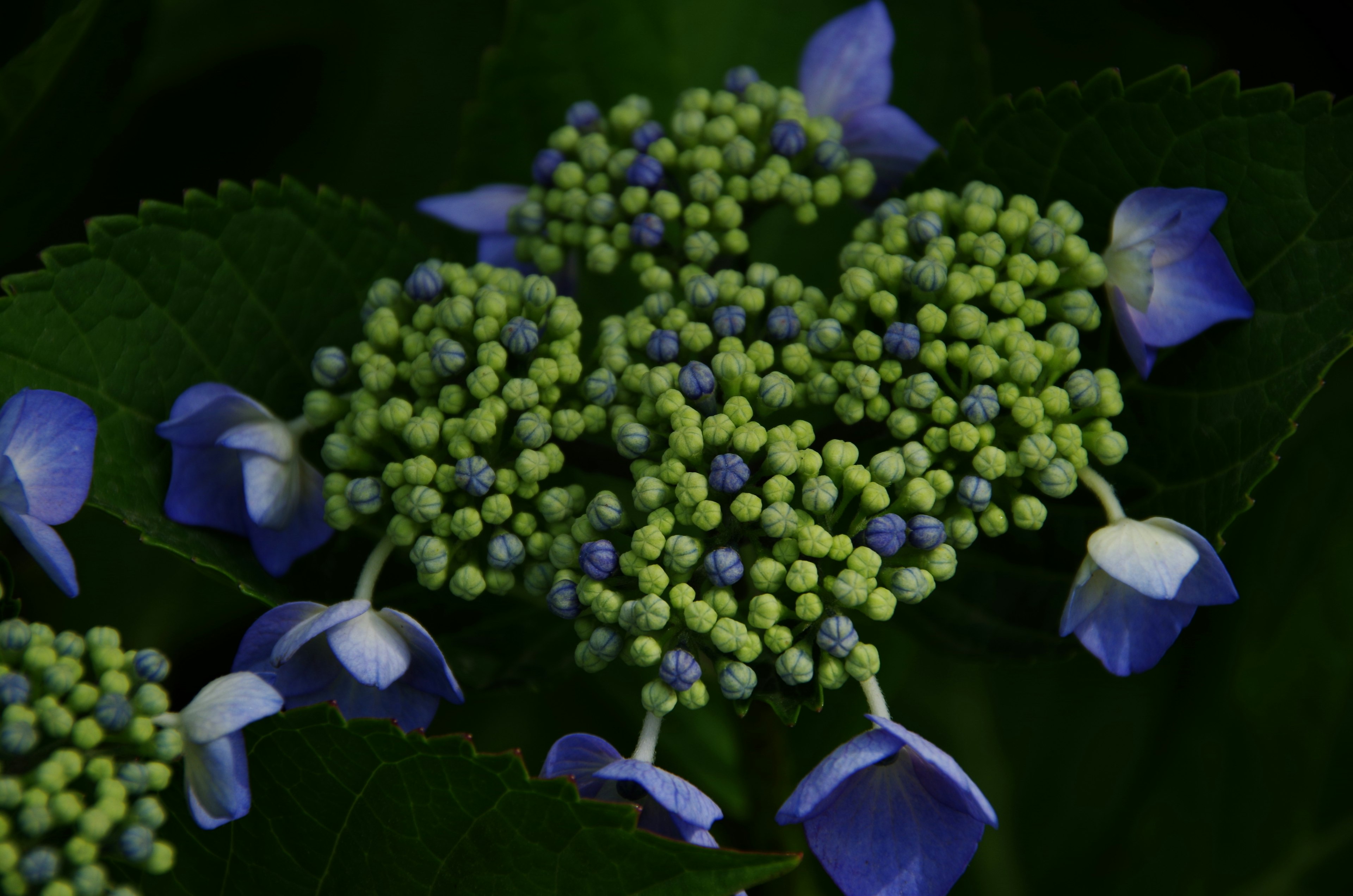 Fiore di ortensia con petali blu e piccoli germogli verdi