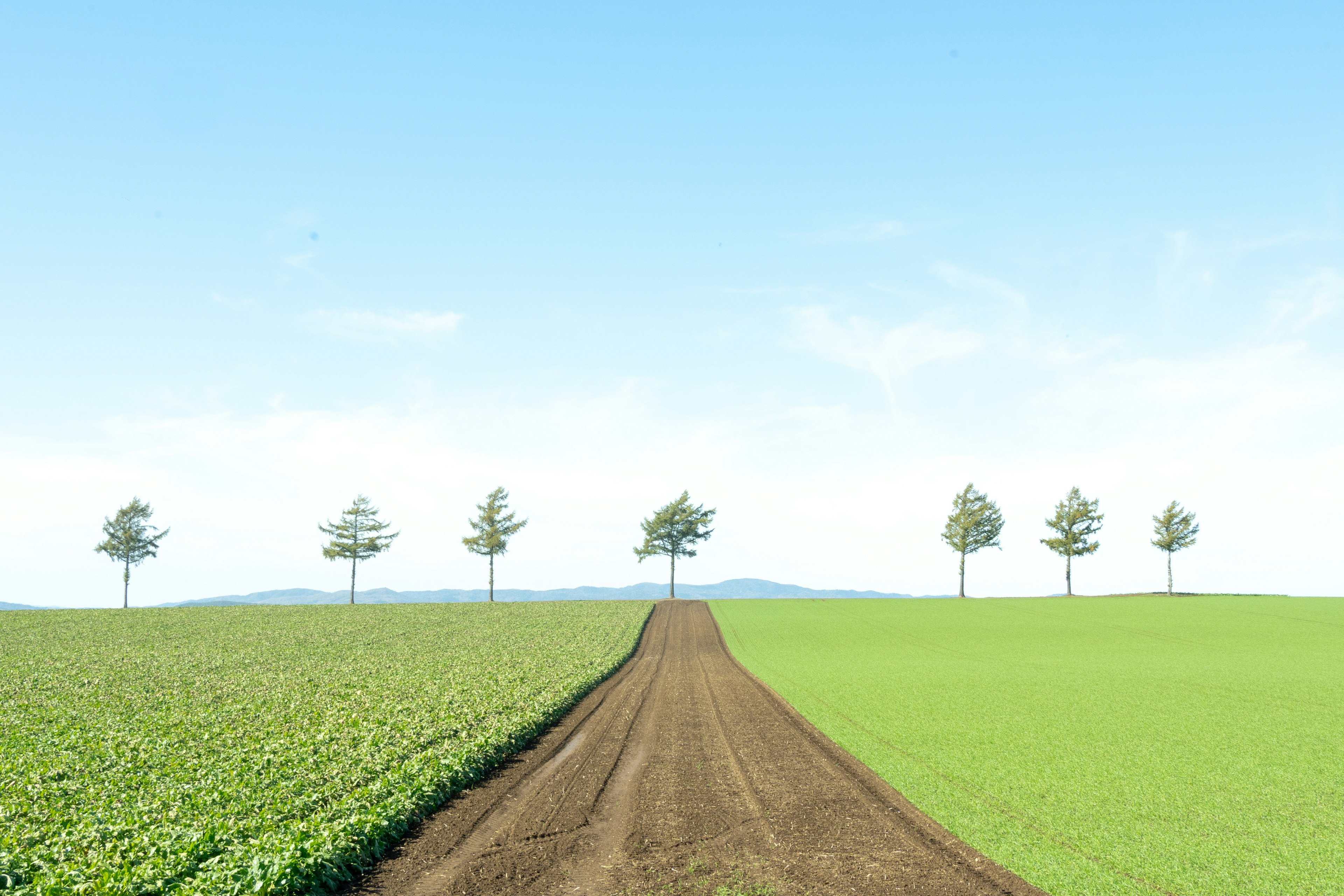 A road bordered by green fields and trees under a blue sky