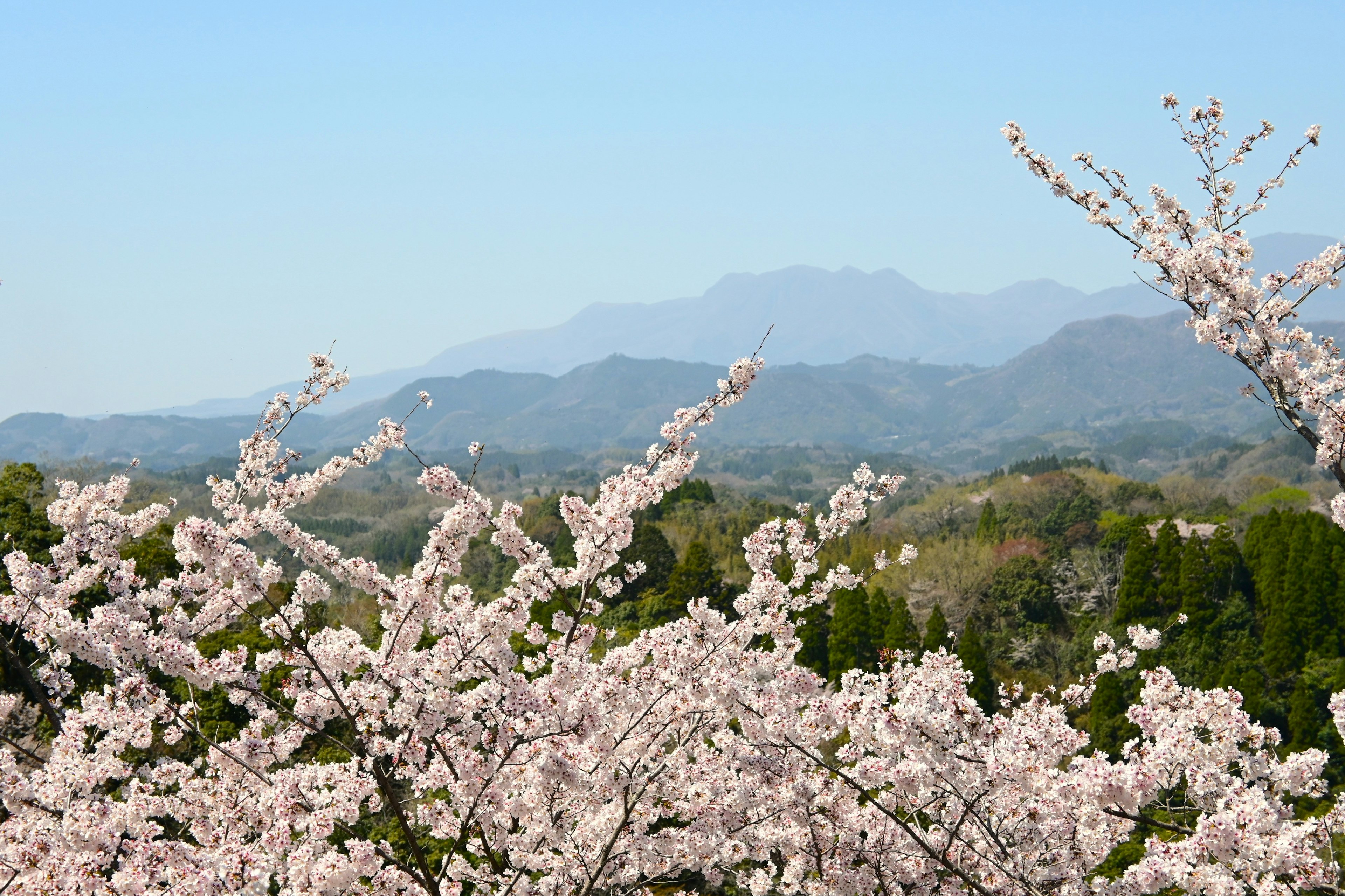 桜の花が咲く風景と山々の背景