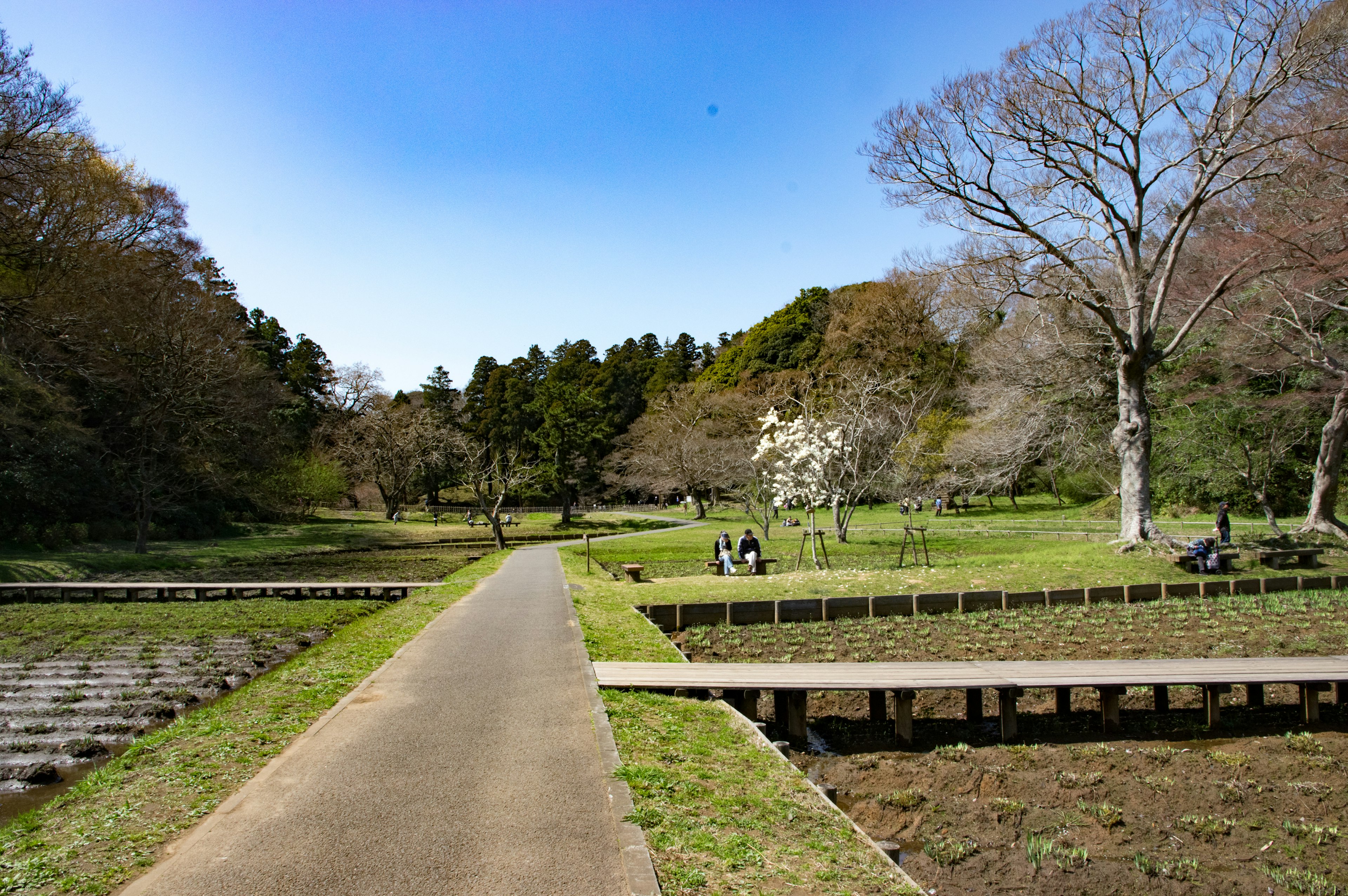 緑の公園に続く舗装された小道と周囲の木々