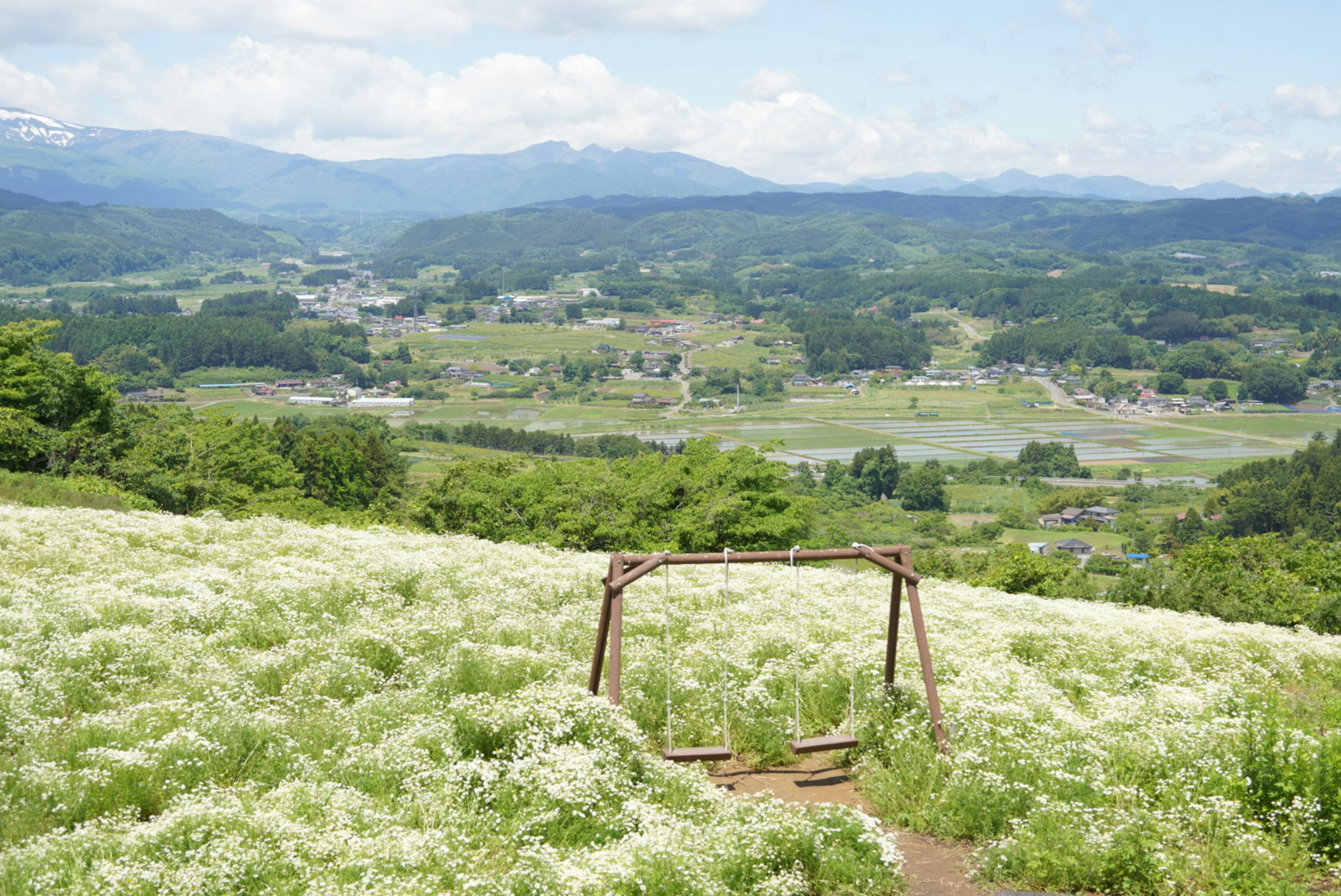 Un columpio en un campo de flores blancas con montañas y cielo azul de fondo