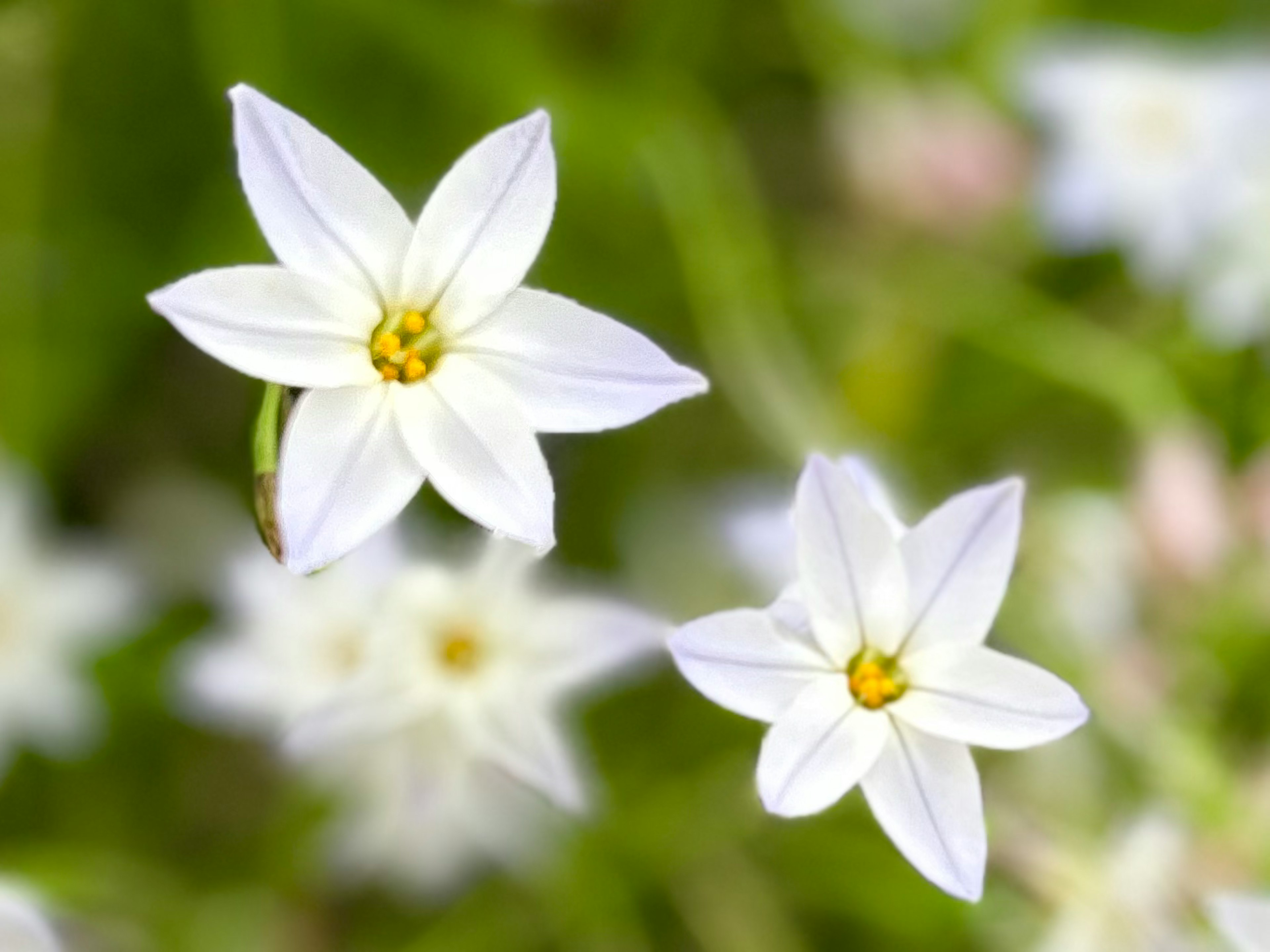 Nahaufnahme von blühenden weißen Blumen mit gelben Zentren