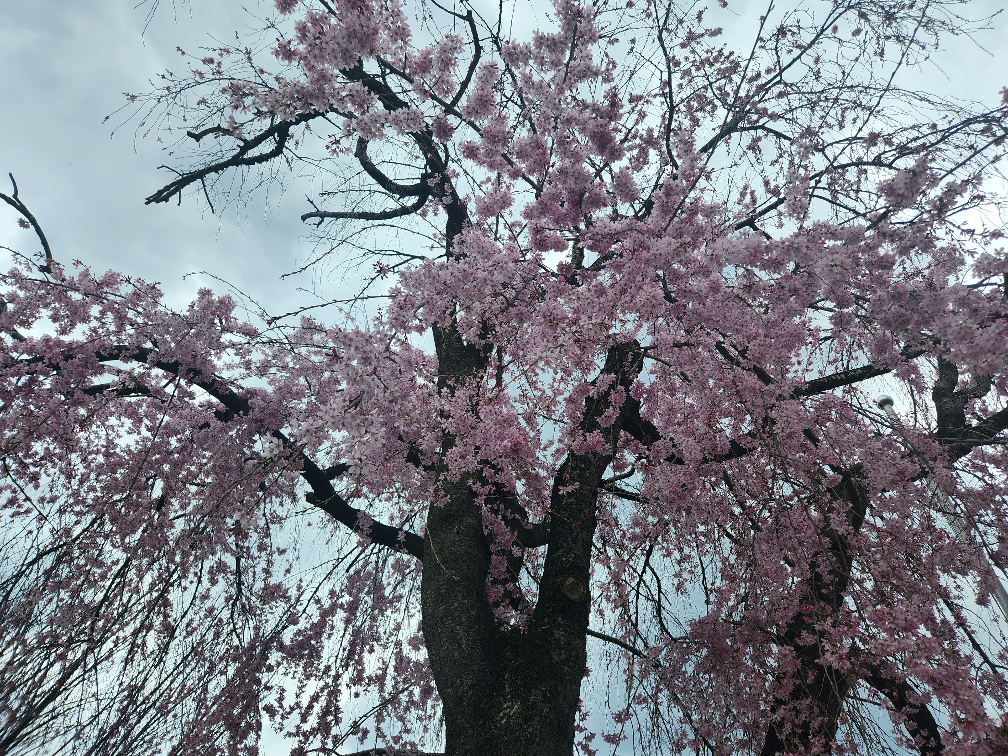 Pohon sakura yang sedang mekar dengan bunga pink halus menghiasi cabangnya