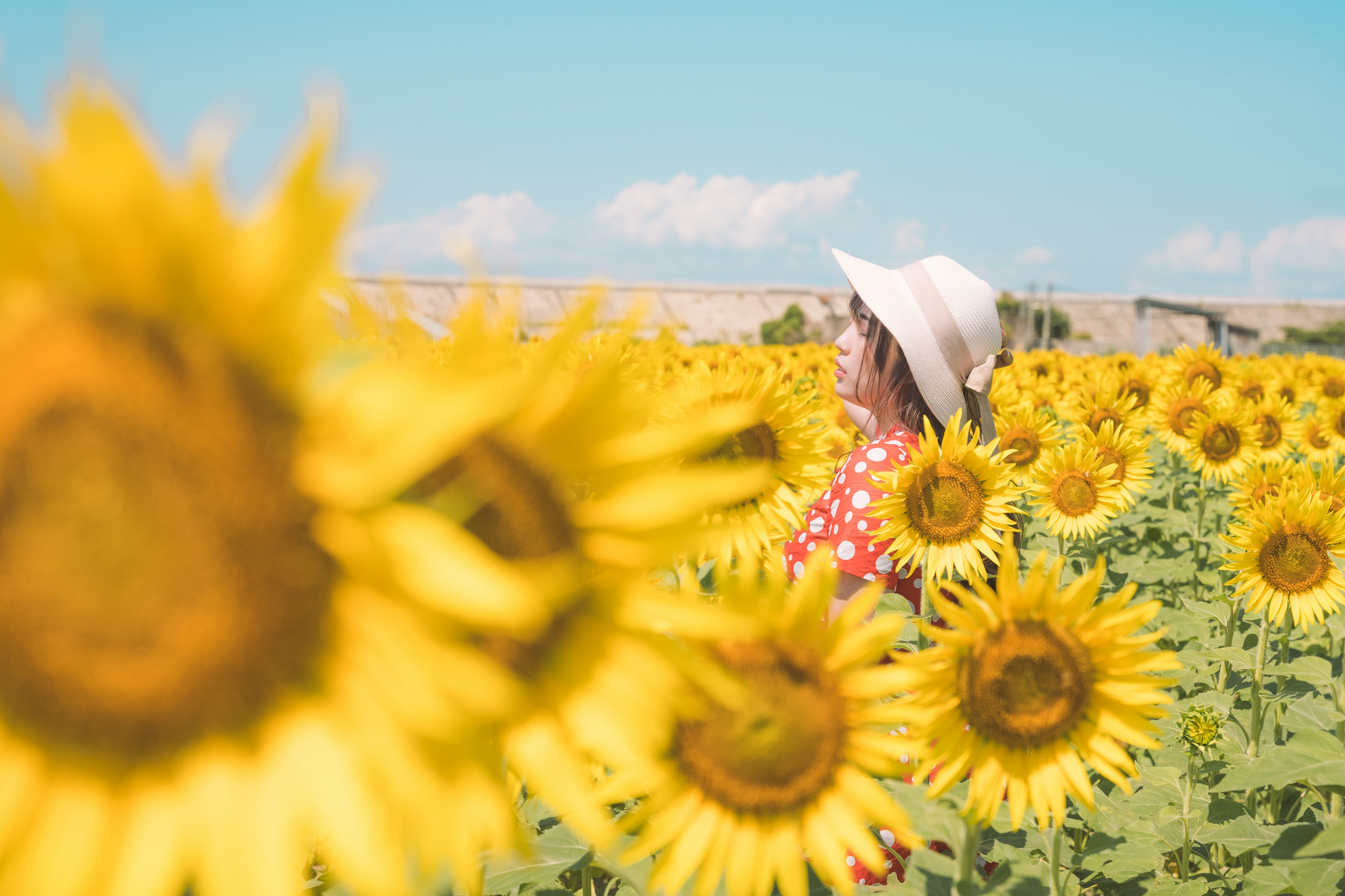 A woman in a hat standing in a bright sunflower field