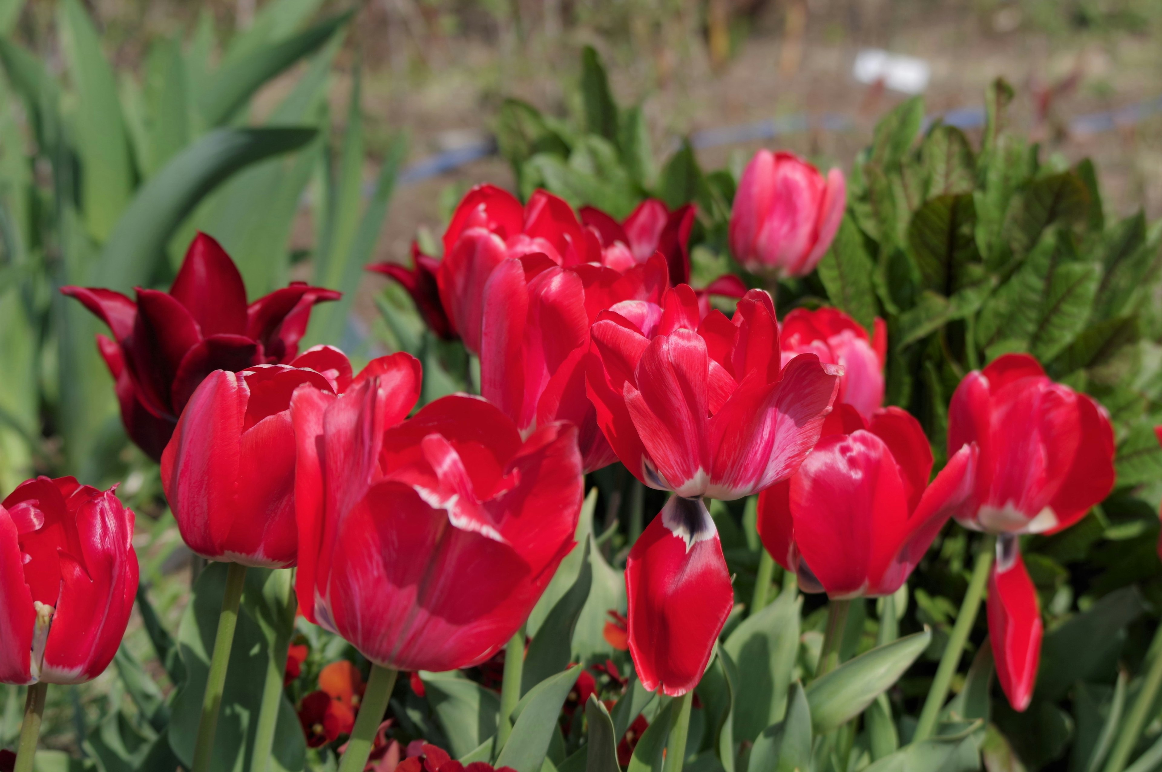 Sekumpulan tulip merah cerah yang mekar di taman