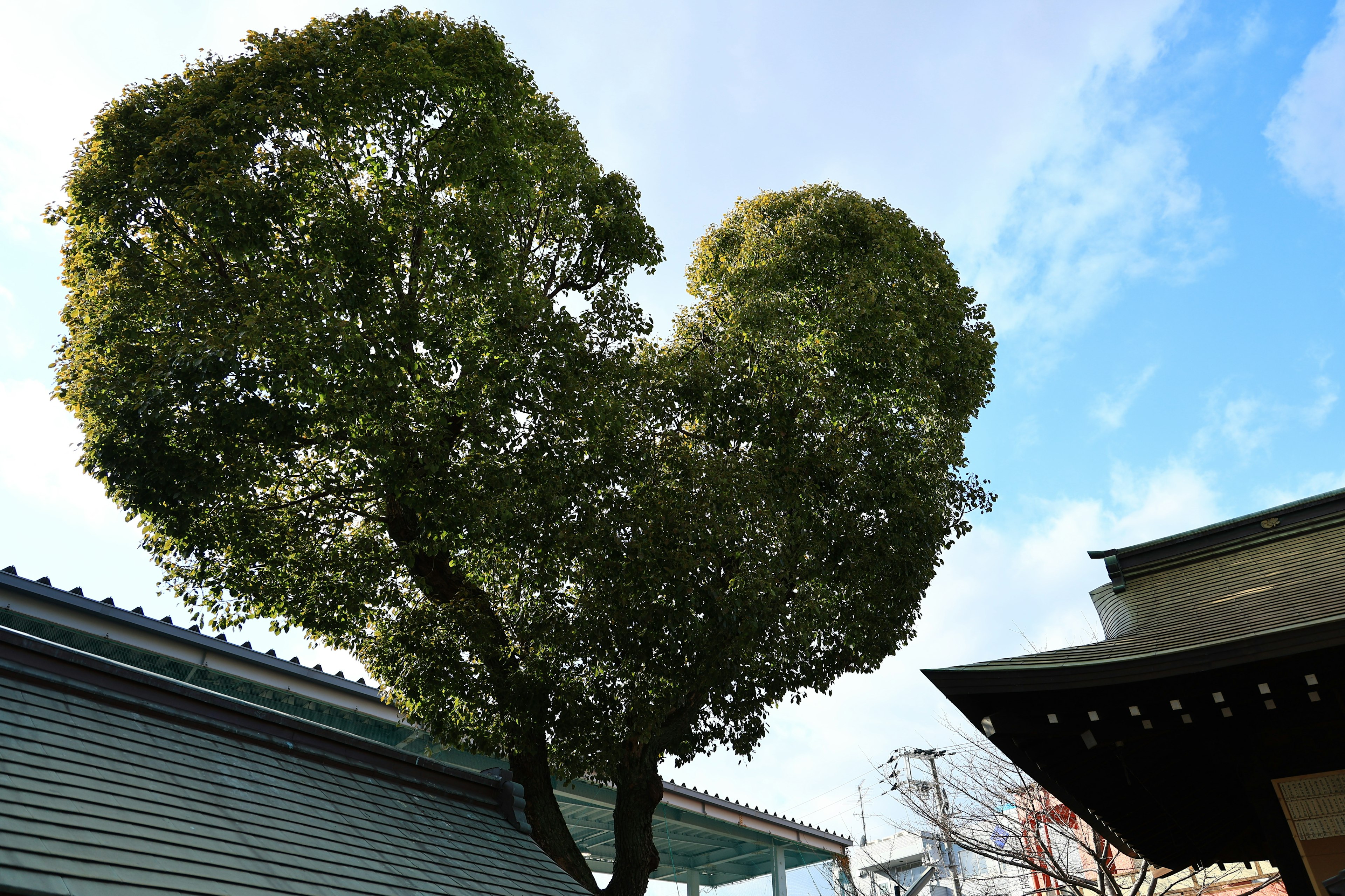 Heart-shaped tree with blue sky background