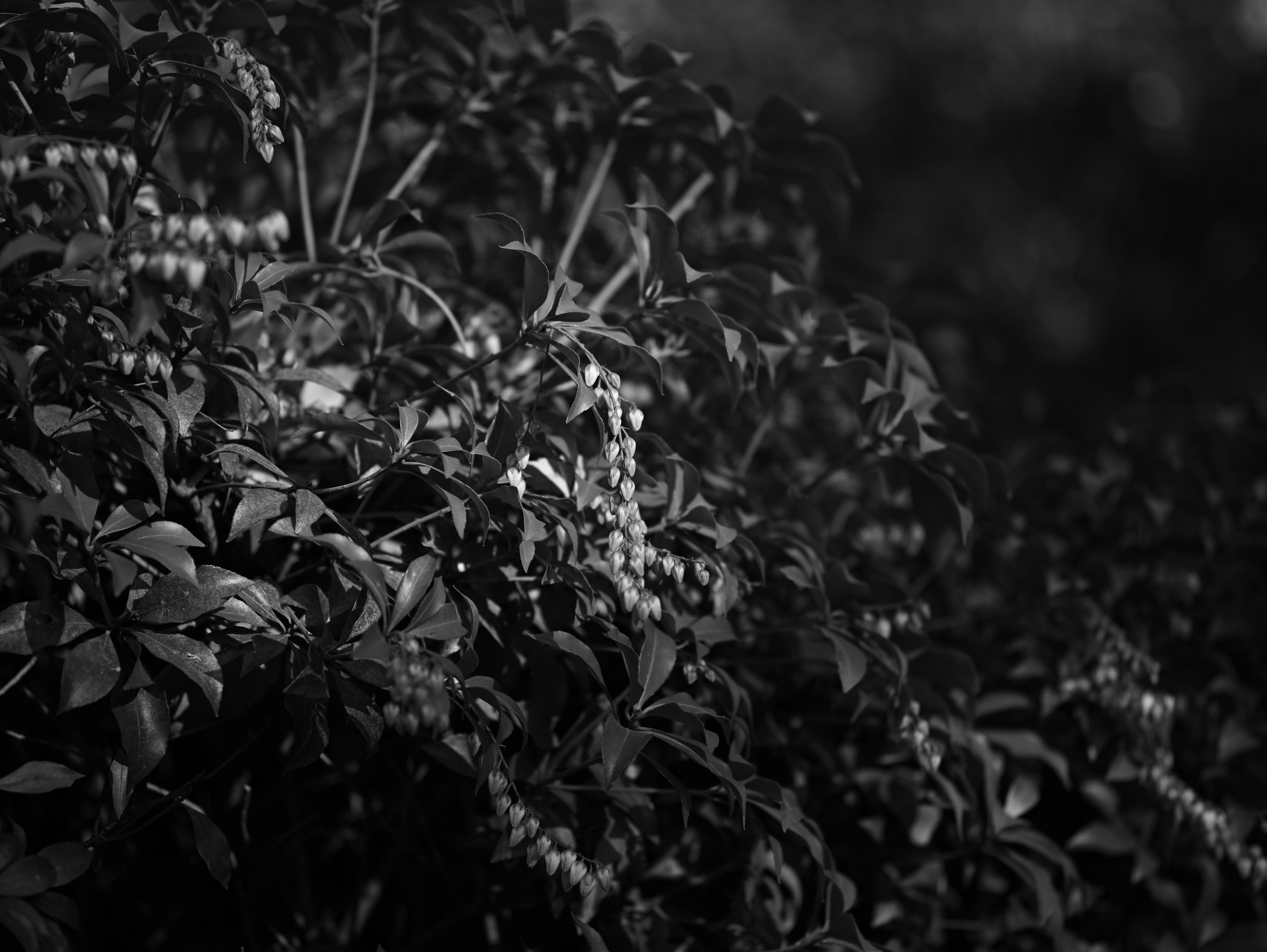 Primo piano di fogliame denso in bianco e nero con piccoli fiori