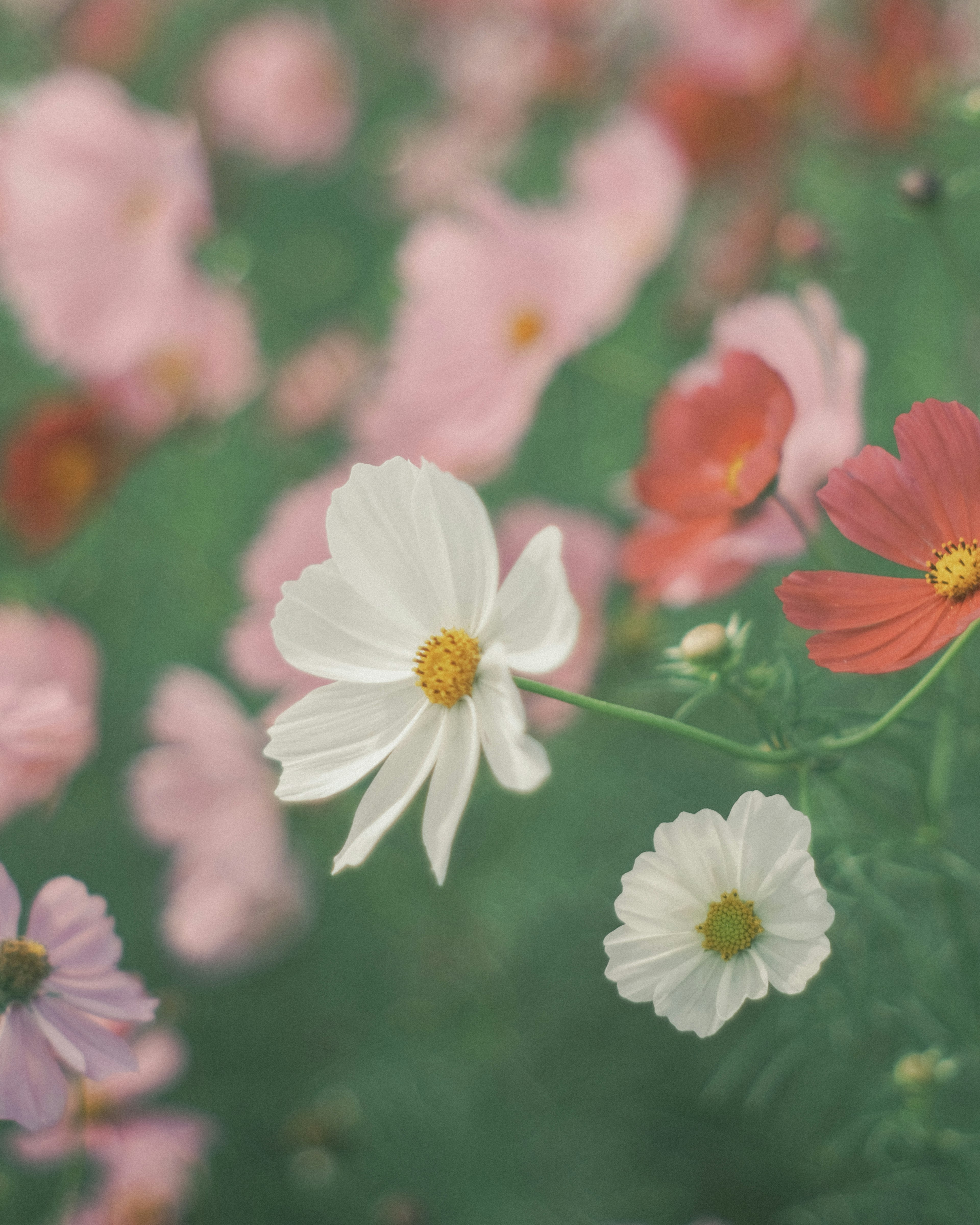 A field of colorful flowers featuring white and red blooms