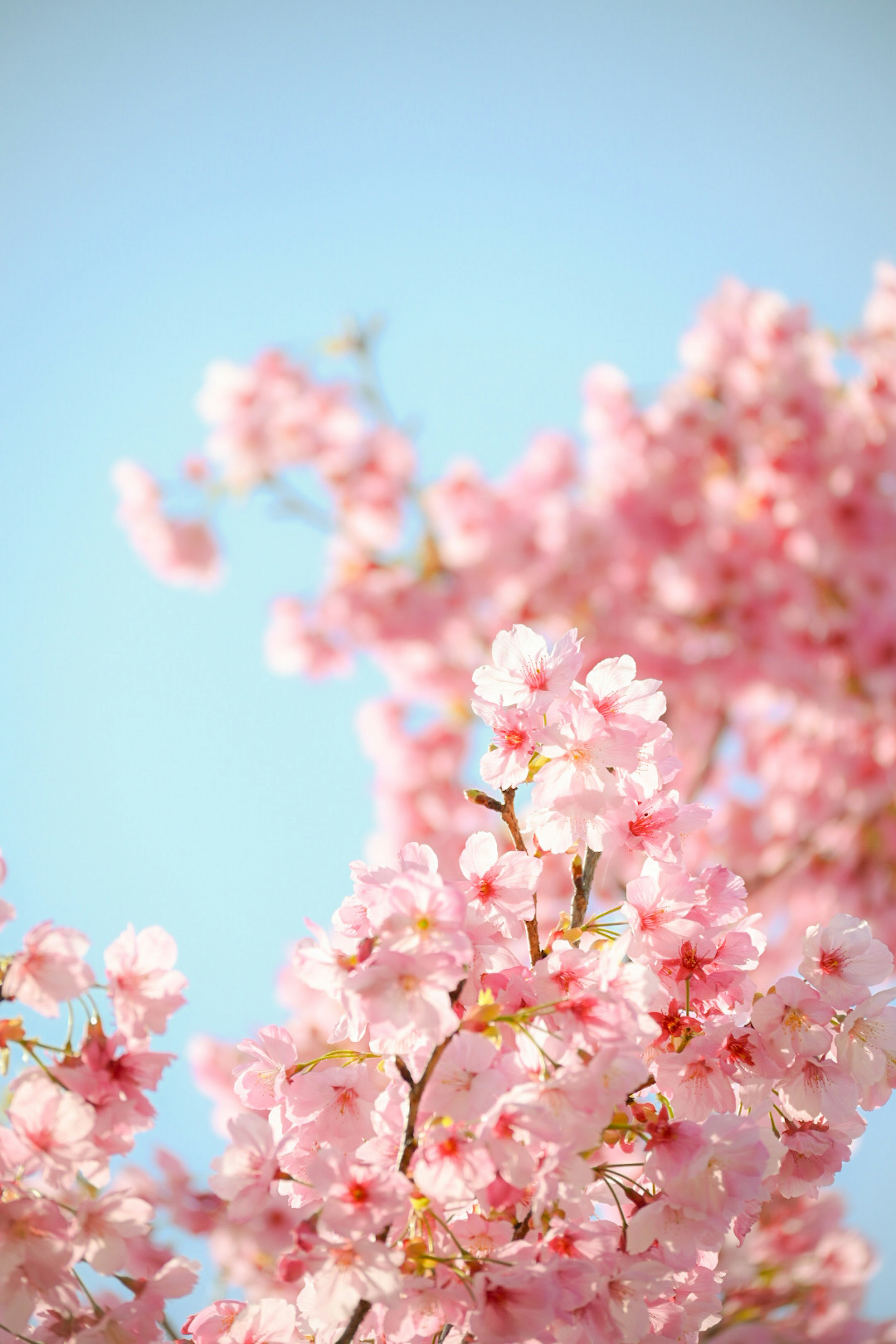 Blühende Kirschblüten unter einem blauen Himmel