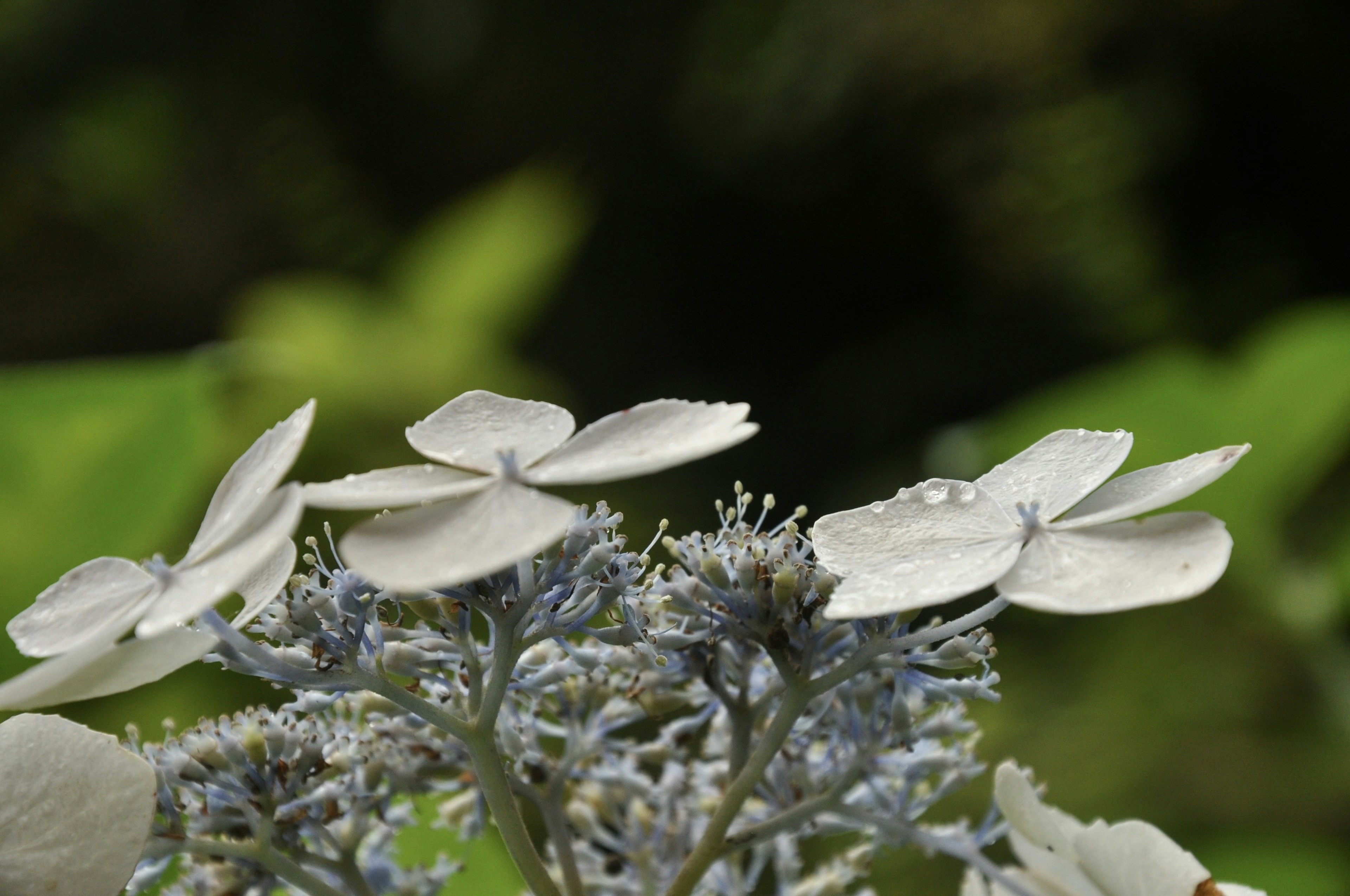 Primo piano di petali di ortensia bianchi su sfondo verde