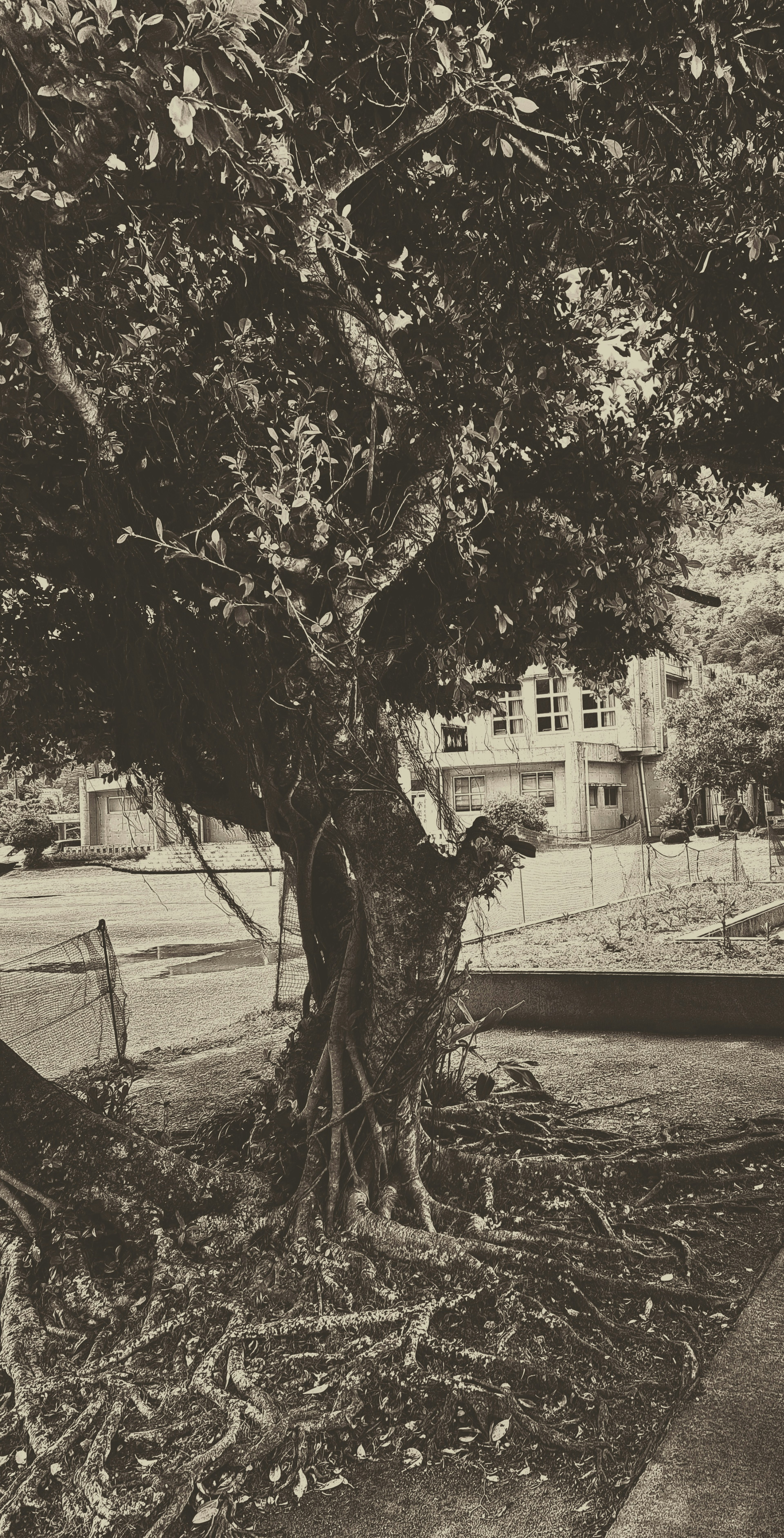 Monochrome photo of a large tree and its surrounding landscape