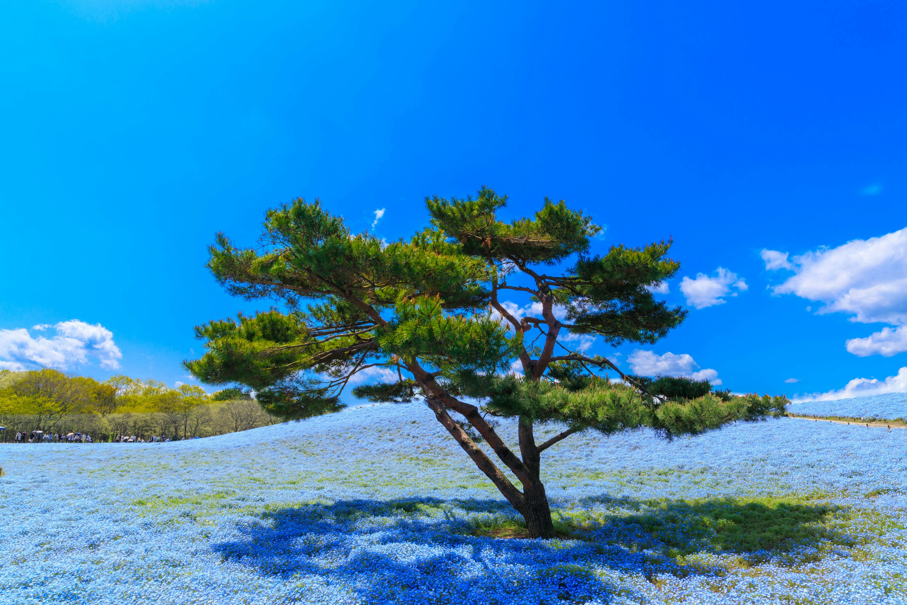 Un pino verde che si erge sotto un cielo blu con un tappeto di fiori blu