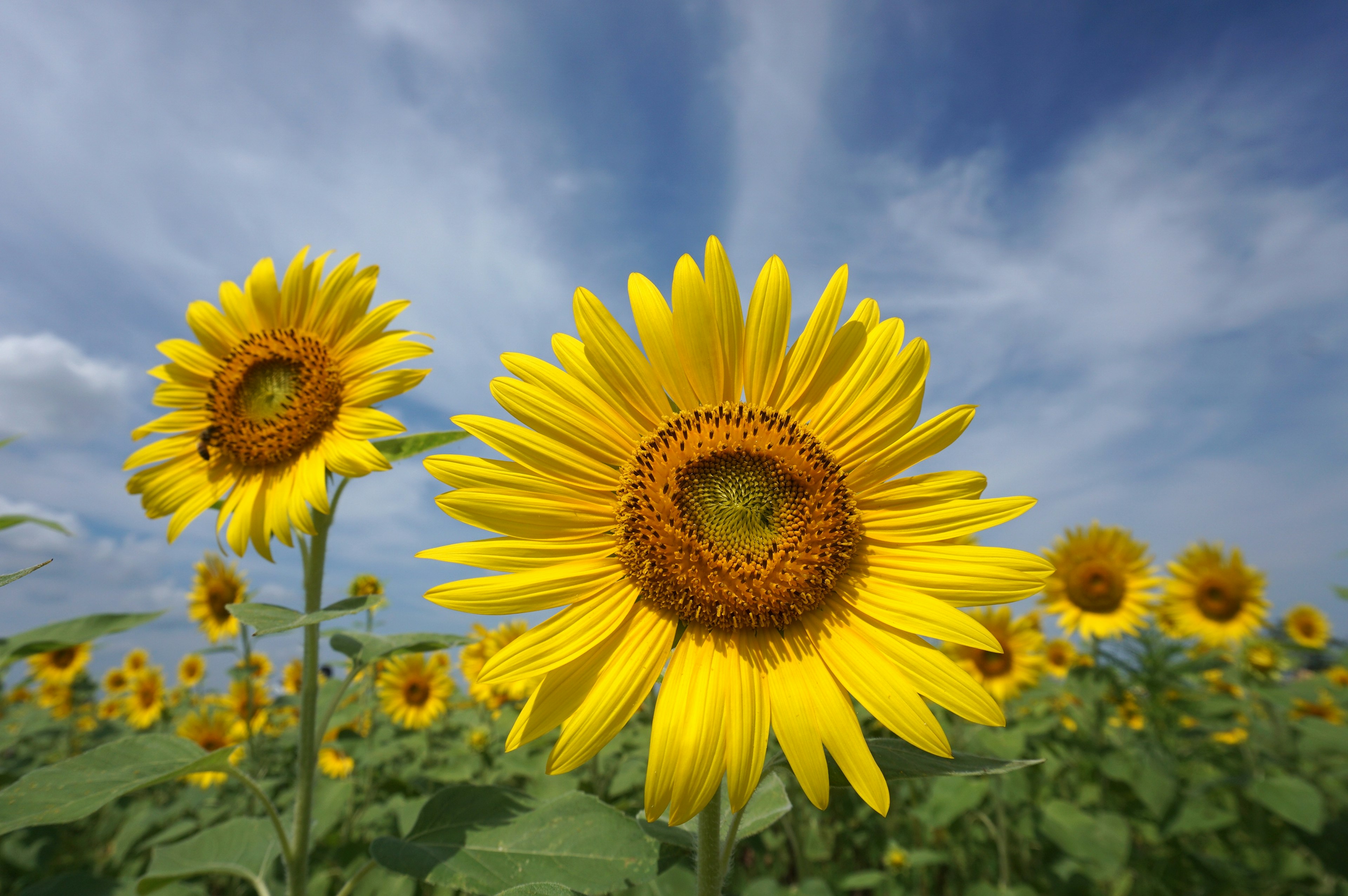 A field of sunflowers under a bright blue sky