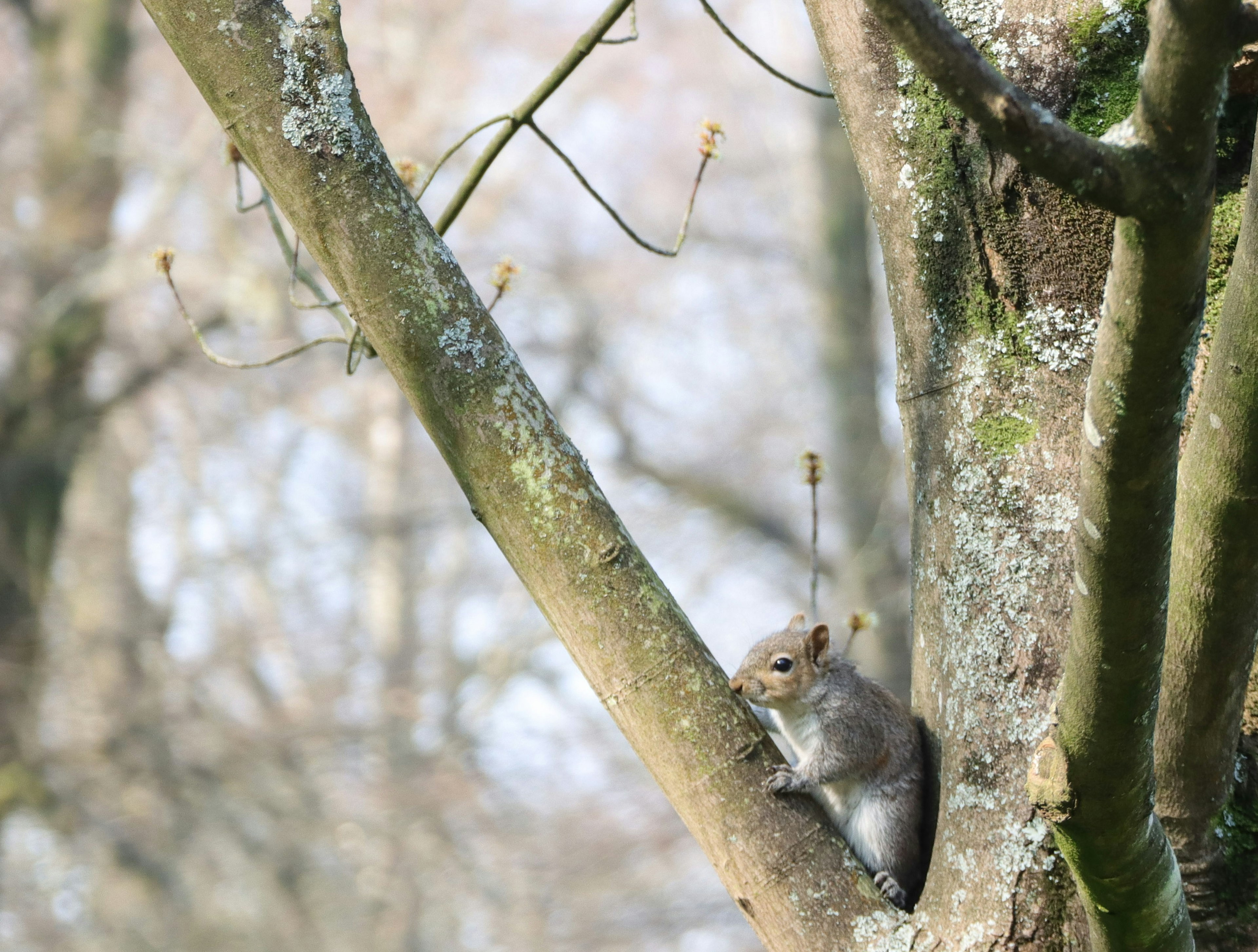 Scoiattolo seduto tranquillamente su un ramo d'albero