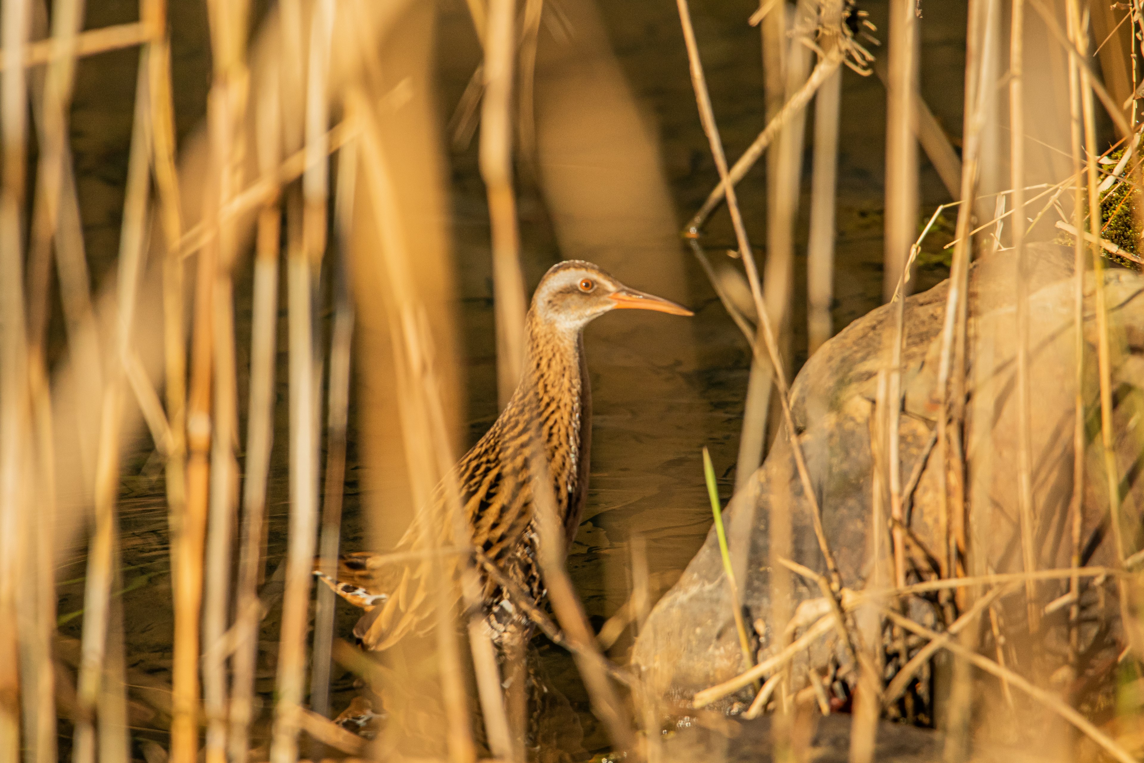 Un petit oiseau partiellement caché parmi les hautes herbes près de l'eau