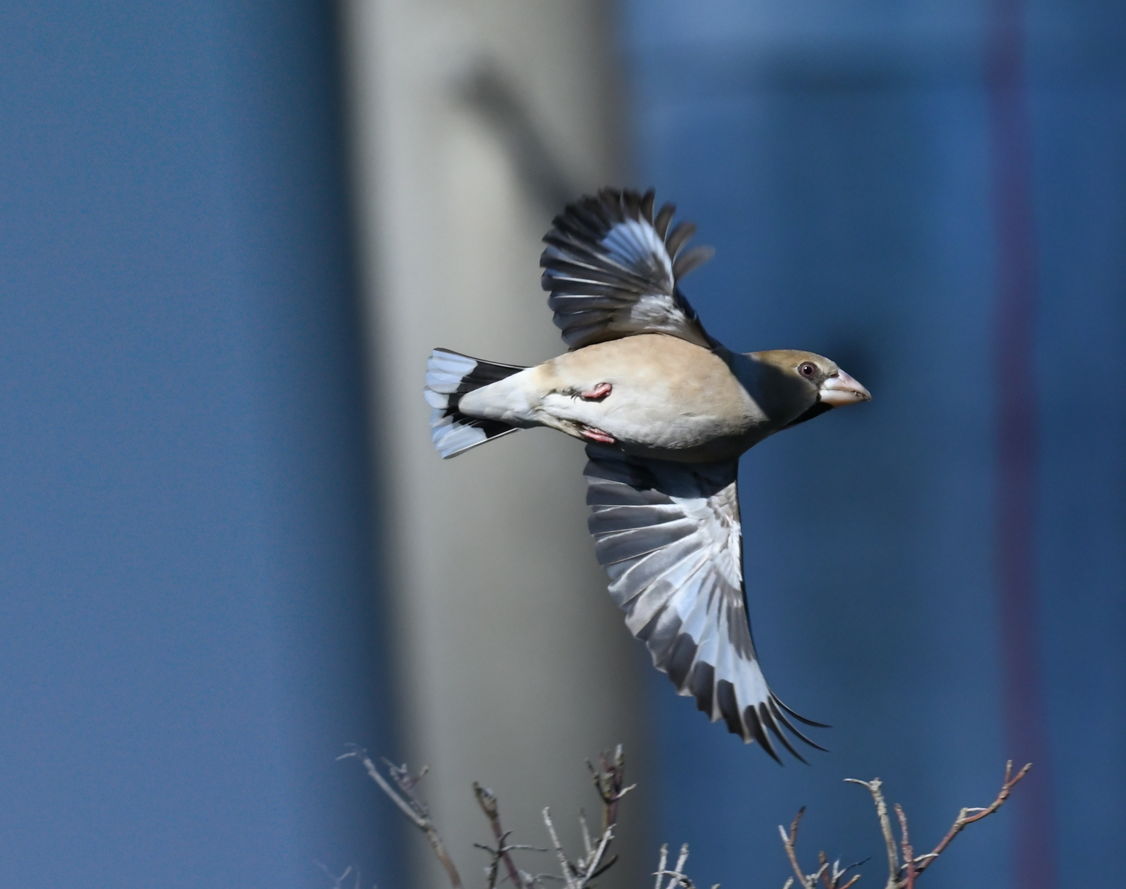 Side view of a bird in flight with a blue background